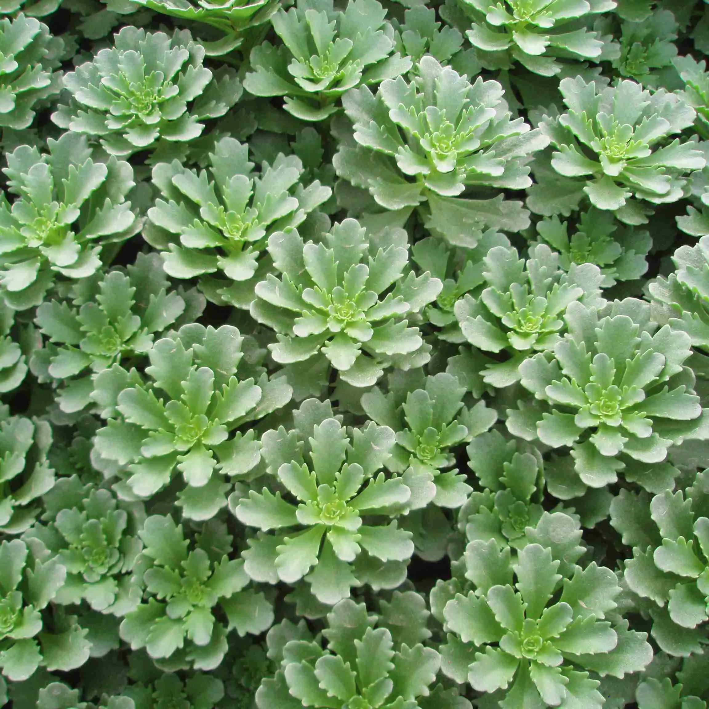 Sedum floriferum - ©Jaldety