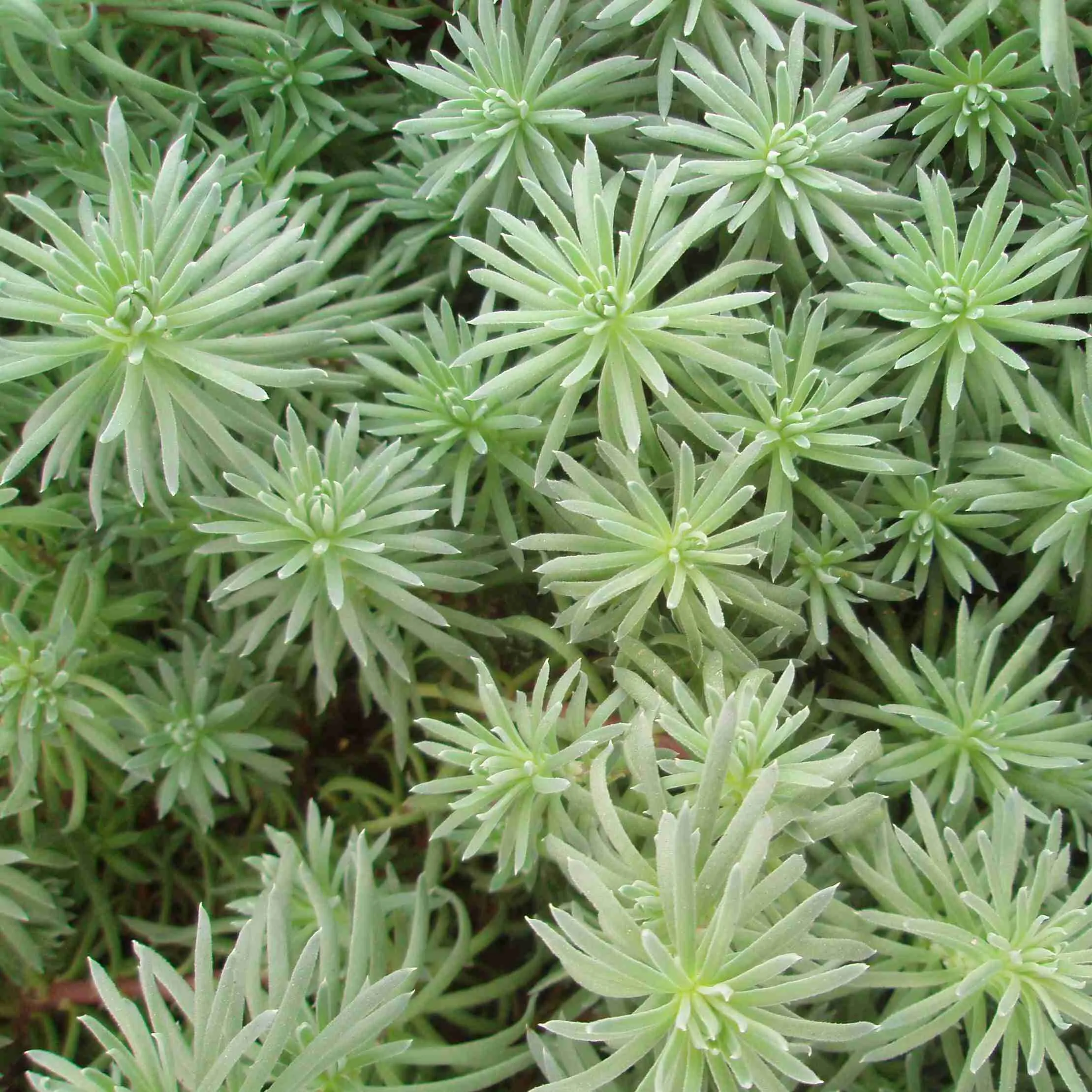 Sedum fosterianum Elegans - © Jaldety 