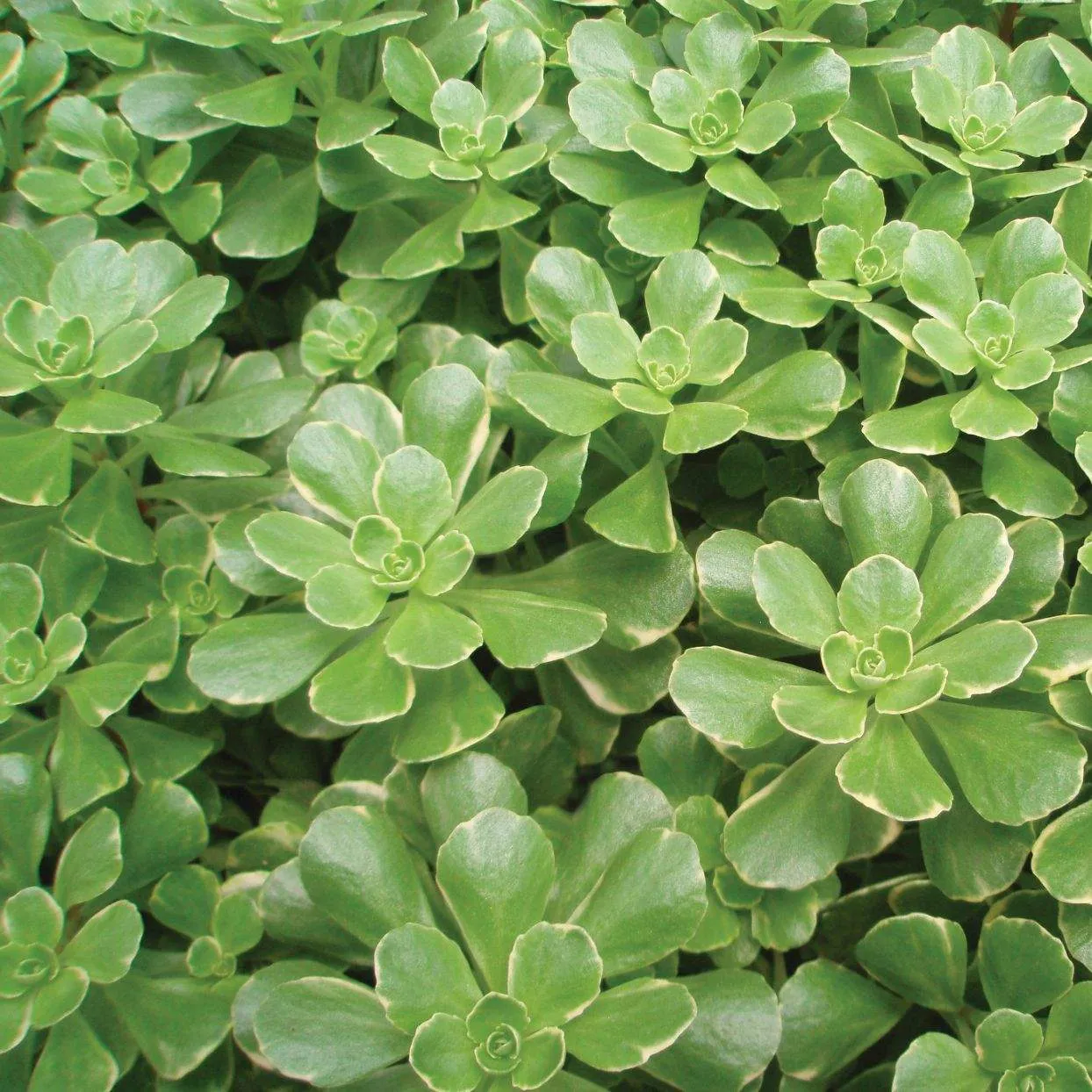 Sedum kamtschaticum Variegatum - Jaldety ©