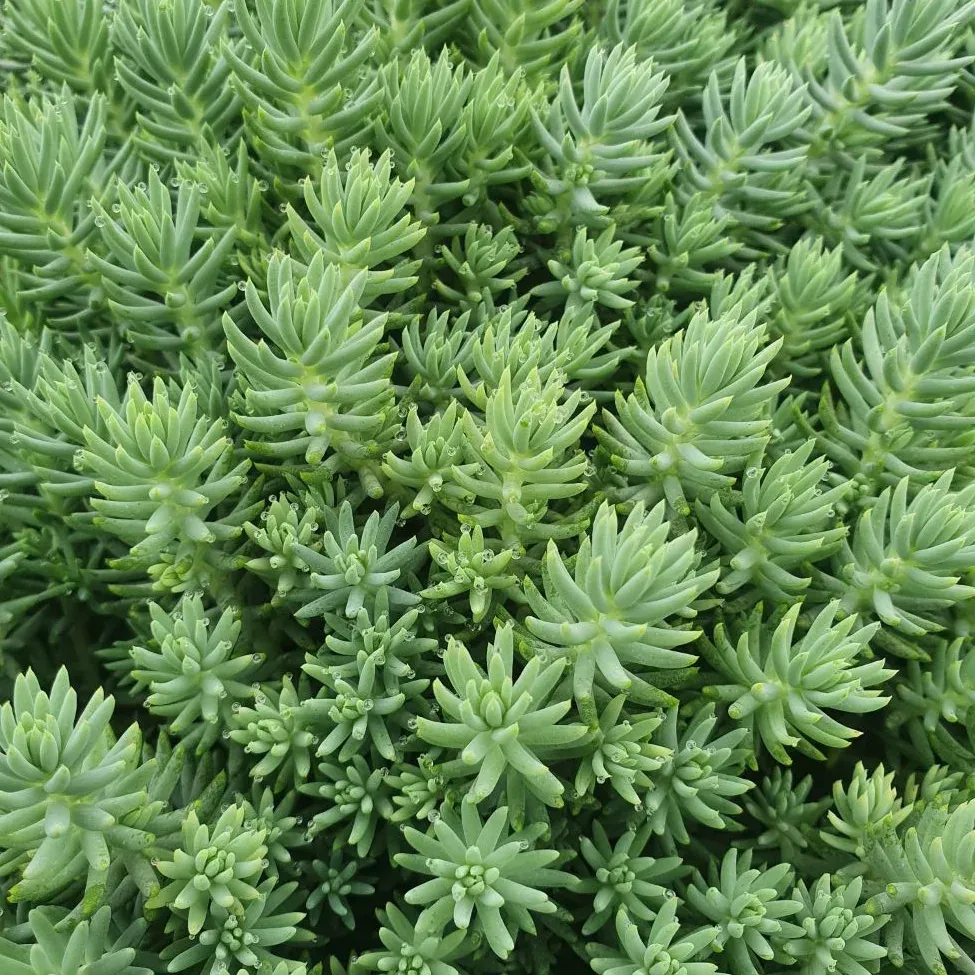 Sedum reflexum - © Jaldety