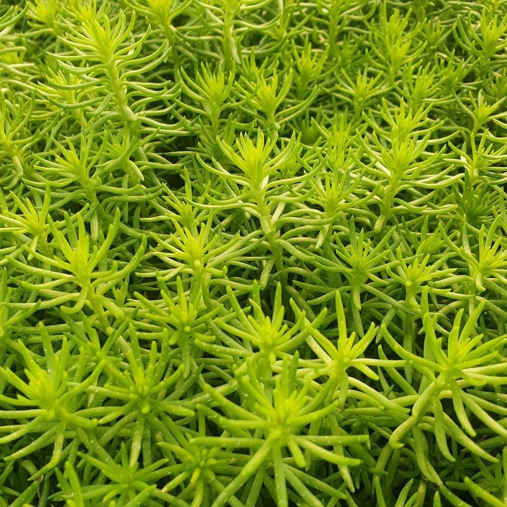 Sedum rupestre Angelina - © Jaldety