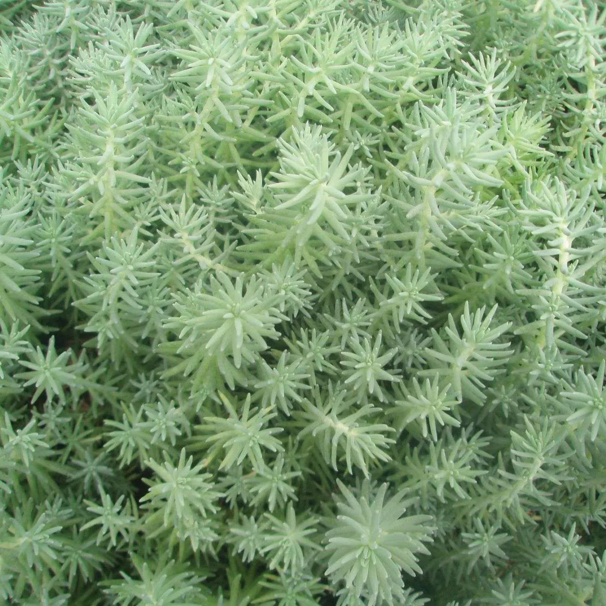 Sedum rupestre Silver - © Jaldety