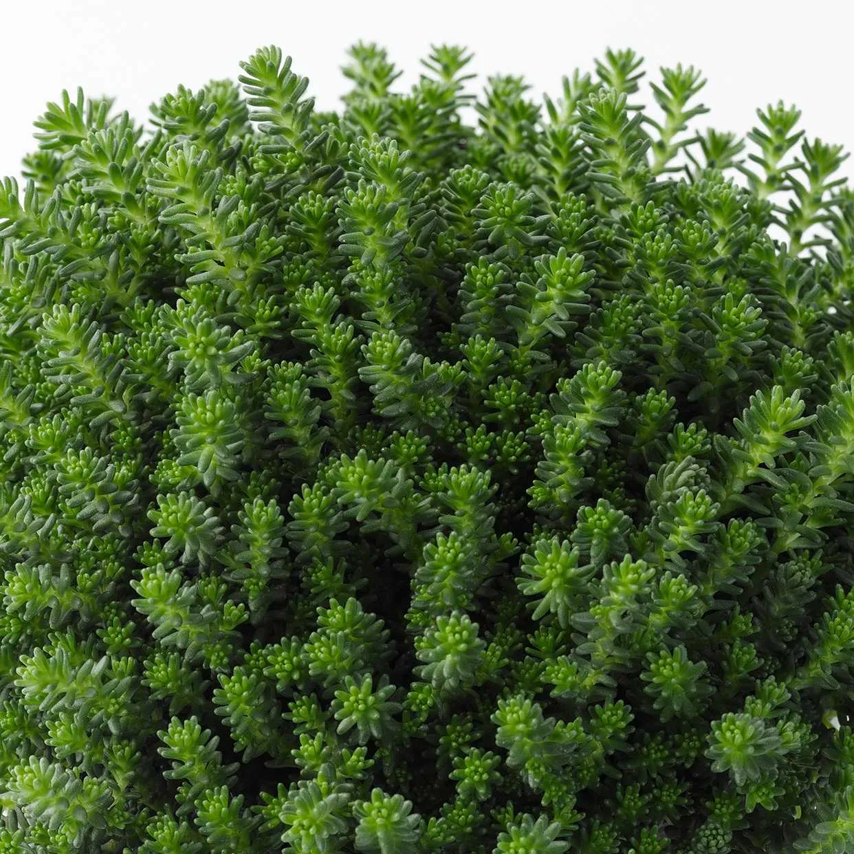 Sedum sexangulare - Jaldety ©