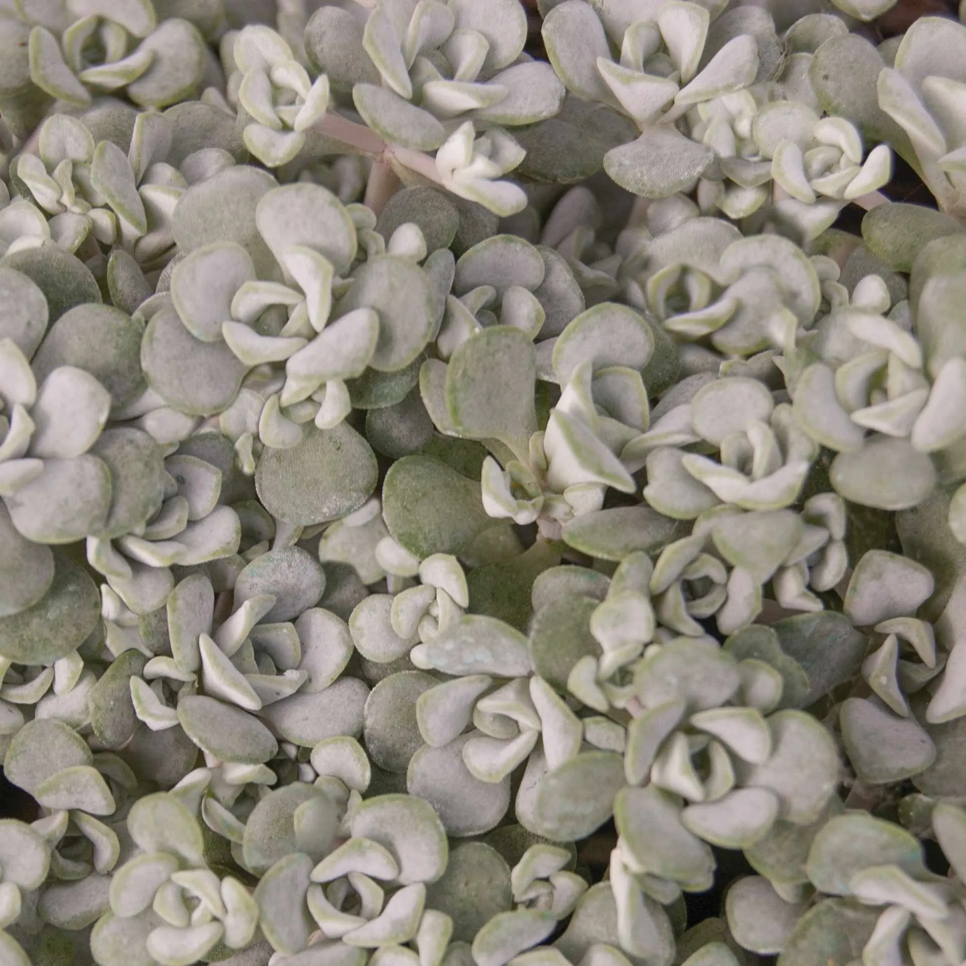 Sedum spathulifolium Cape Blanco - © Jaldety