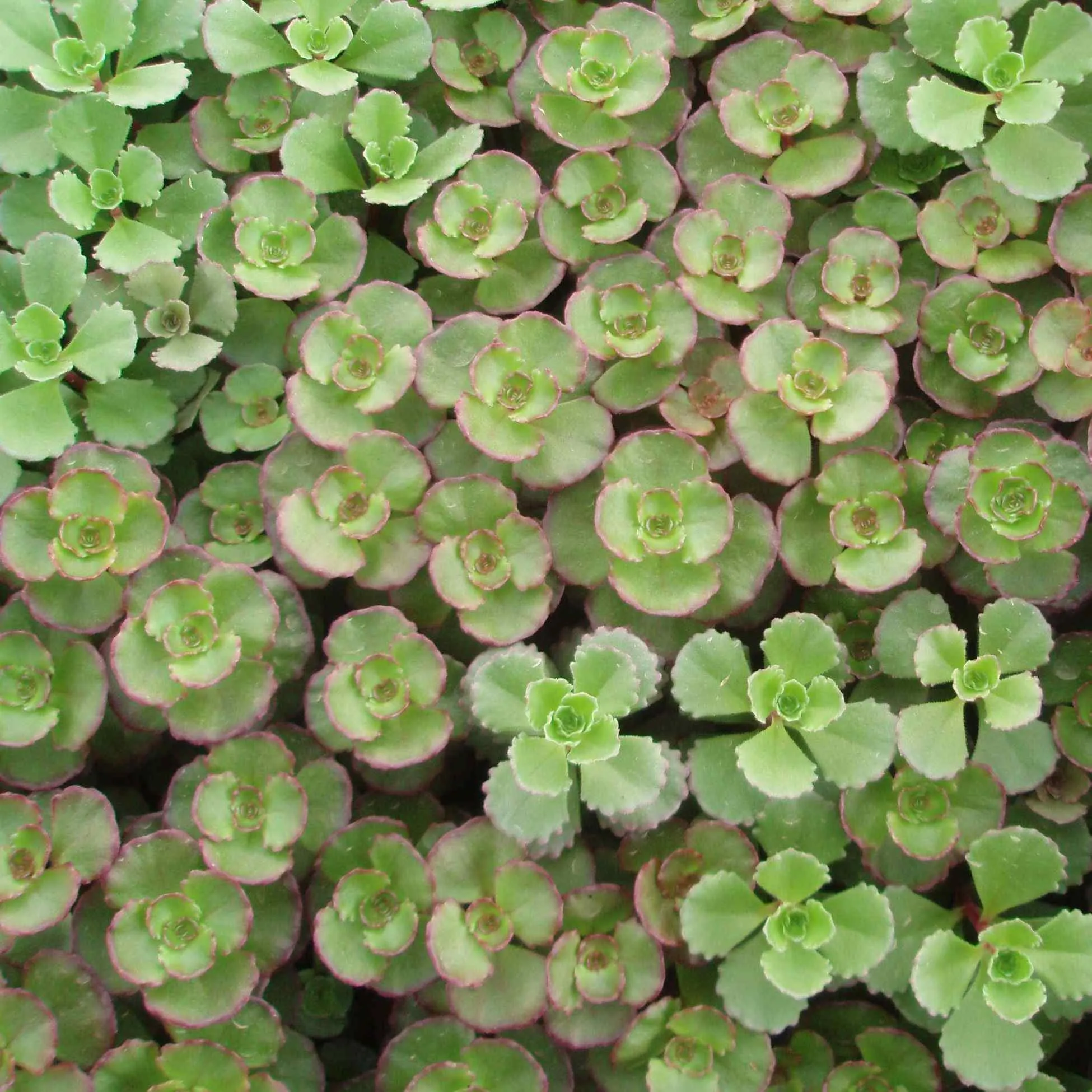Sedum spurium Purpureum - © Jaldety