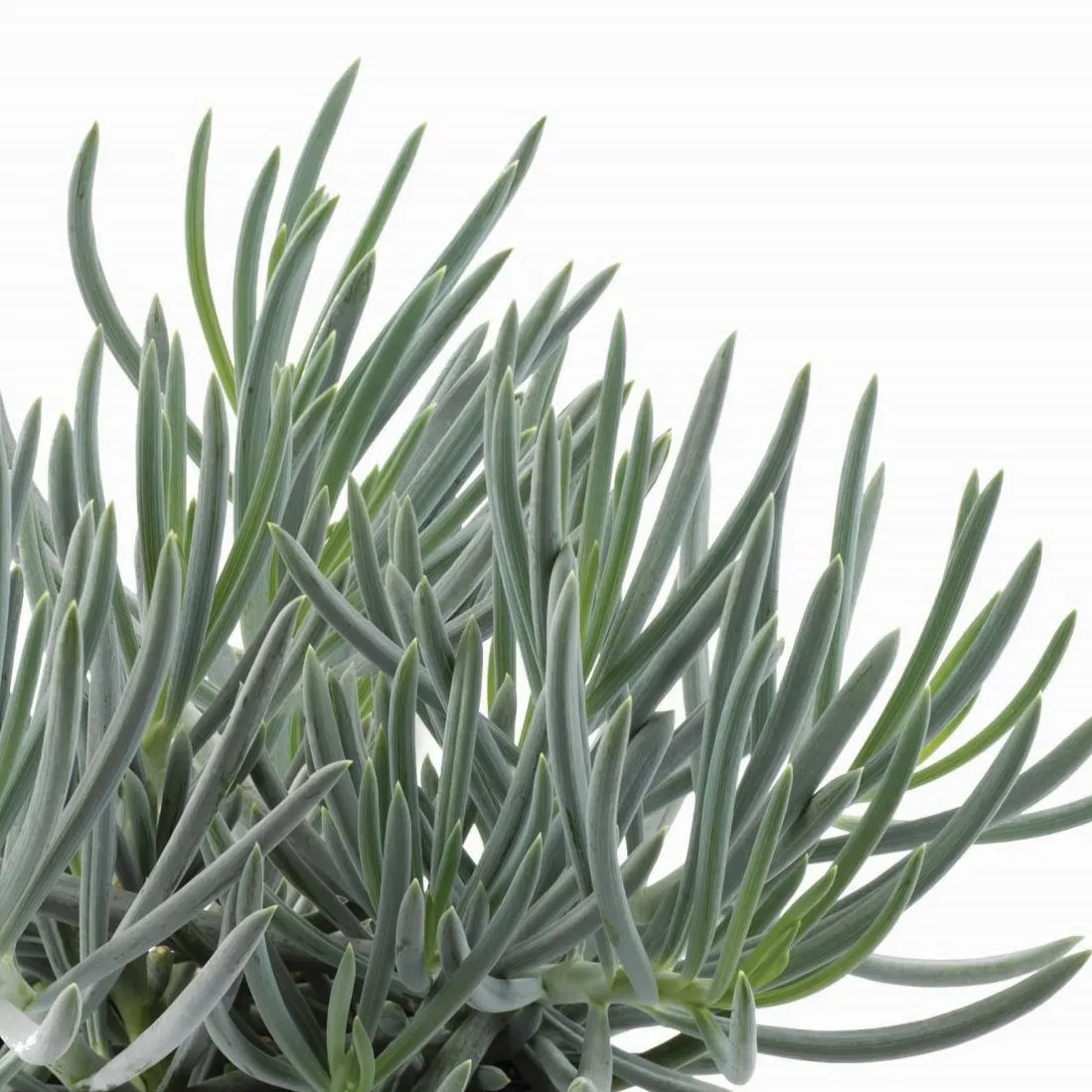Senecio Blue - © Jaldety