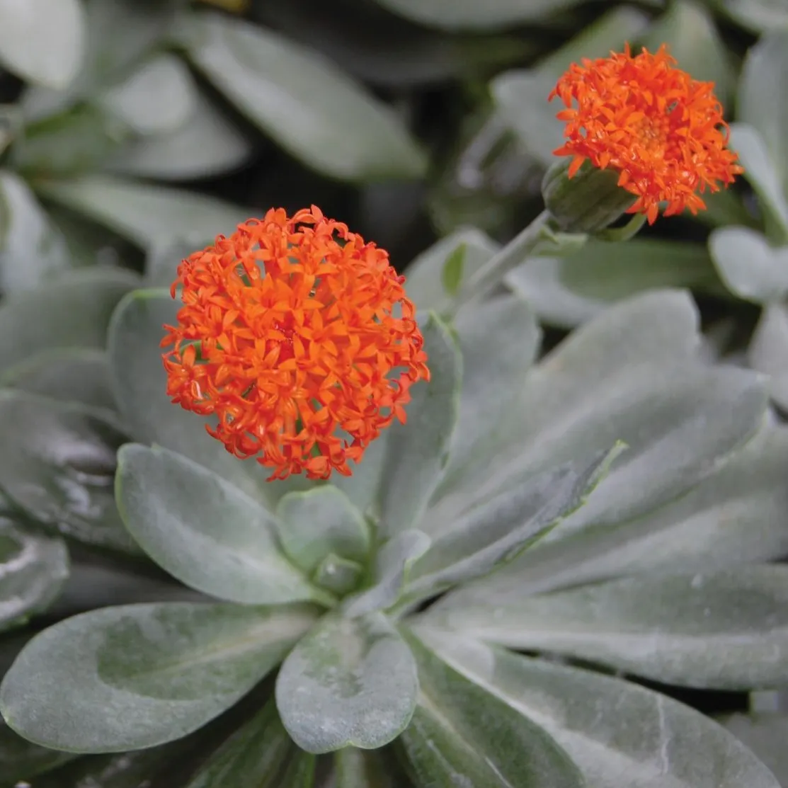Senecio Orange Falme - © Jaldety Flower