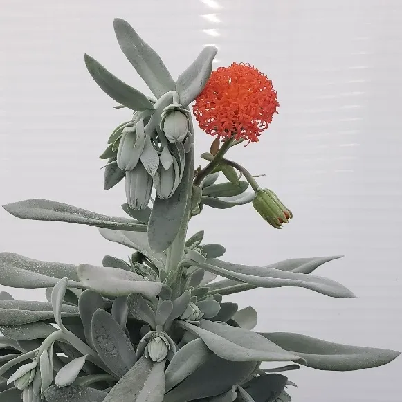 Senecio Orange Flame - © Jaldety Flower 2