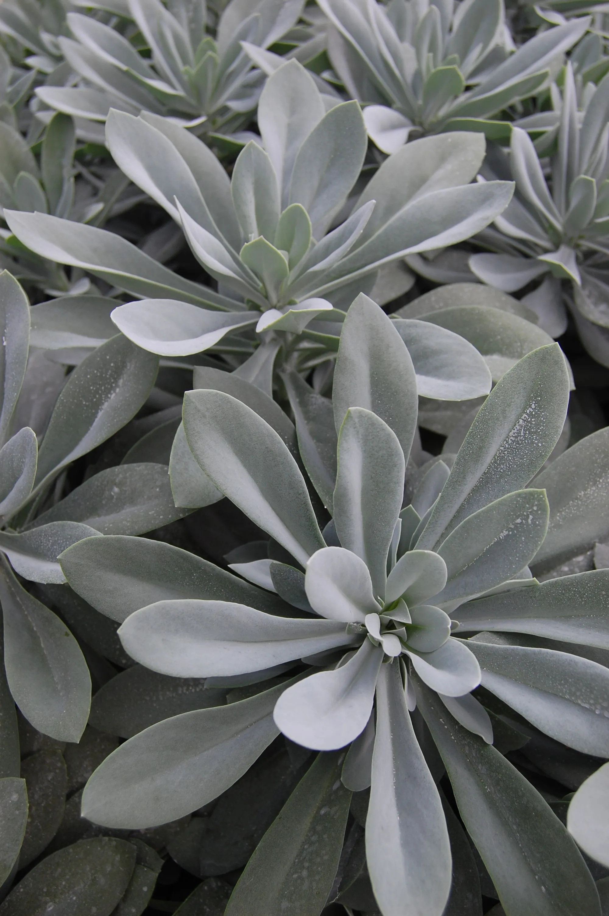 Senecio