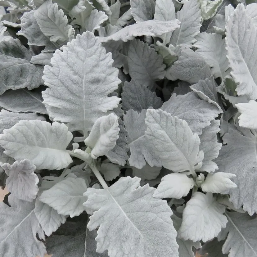 Senecio Silvery Velvet - © Jaldety