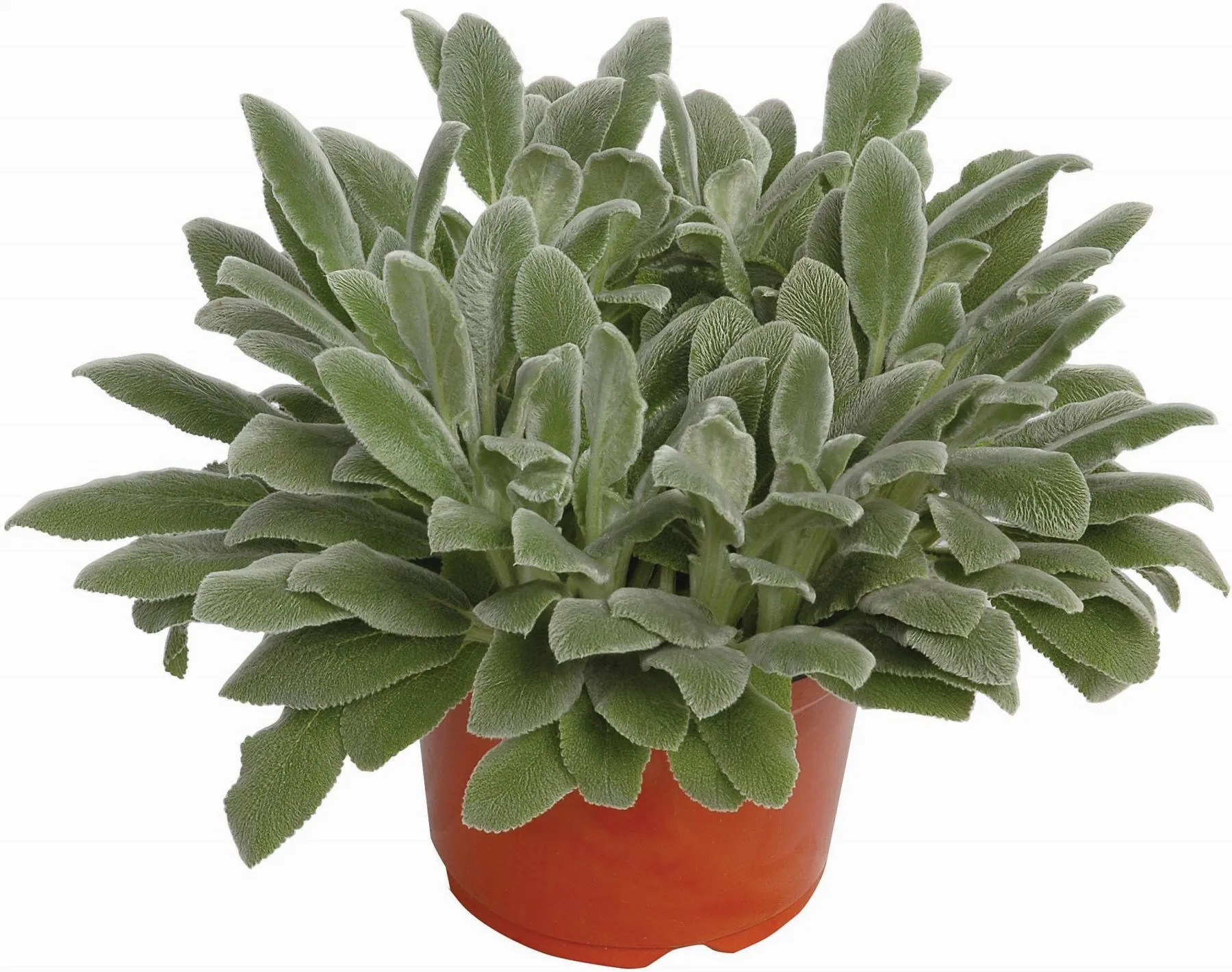 Stachys