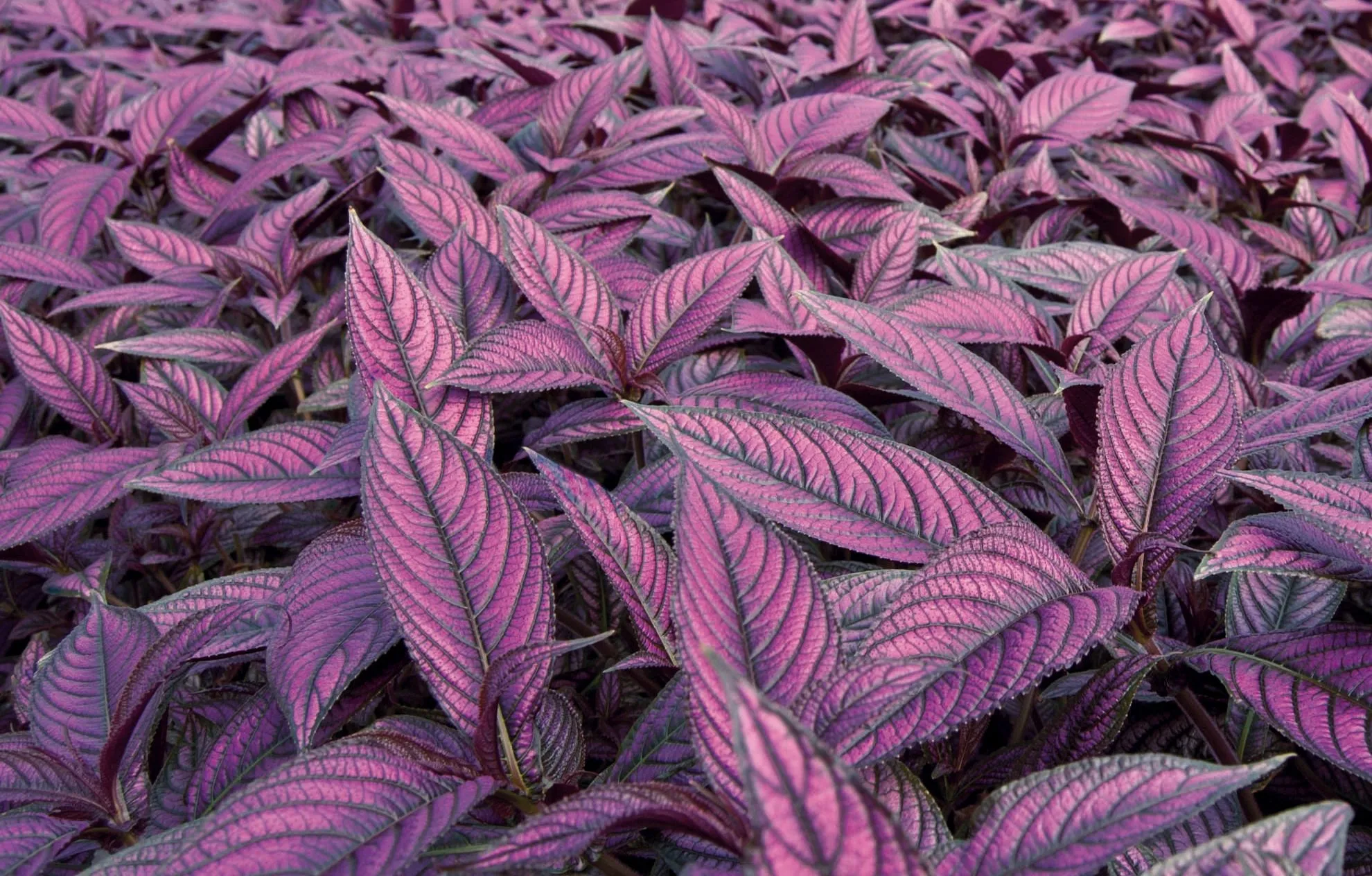 Strobilanthes
