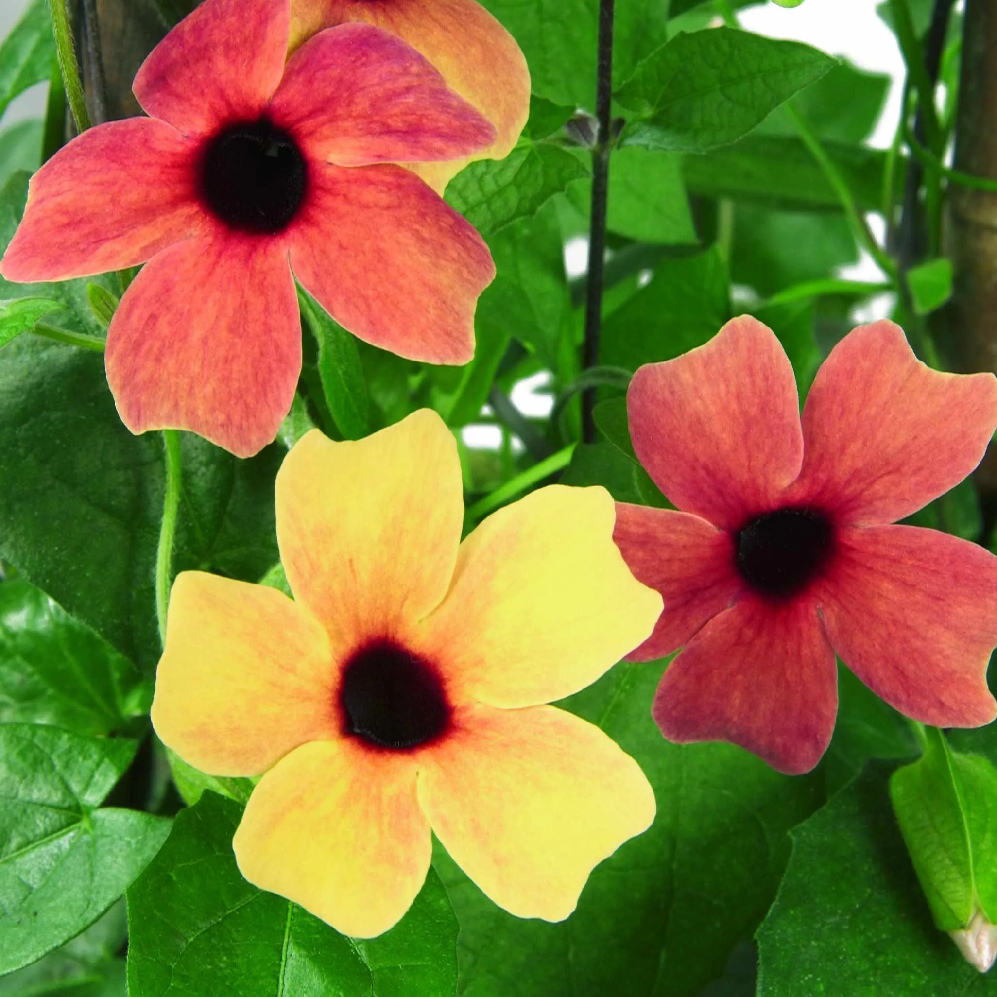 Thunbergia African Sunset - © Jaldety