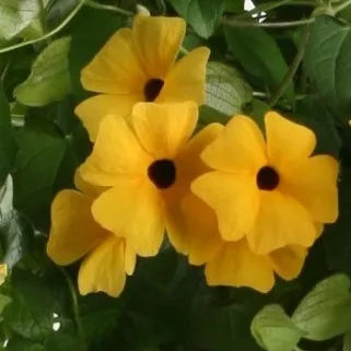 Thunbergia Charles Star - © Jaldety