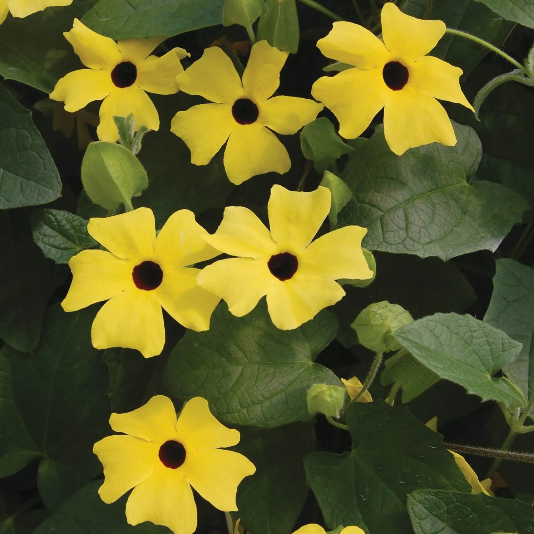 Thunbergia Lemon - ©Jaldety