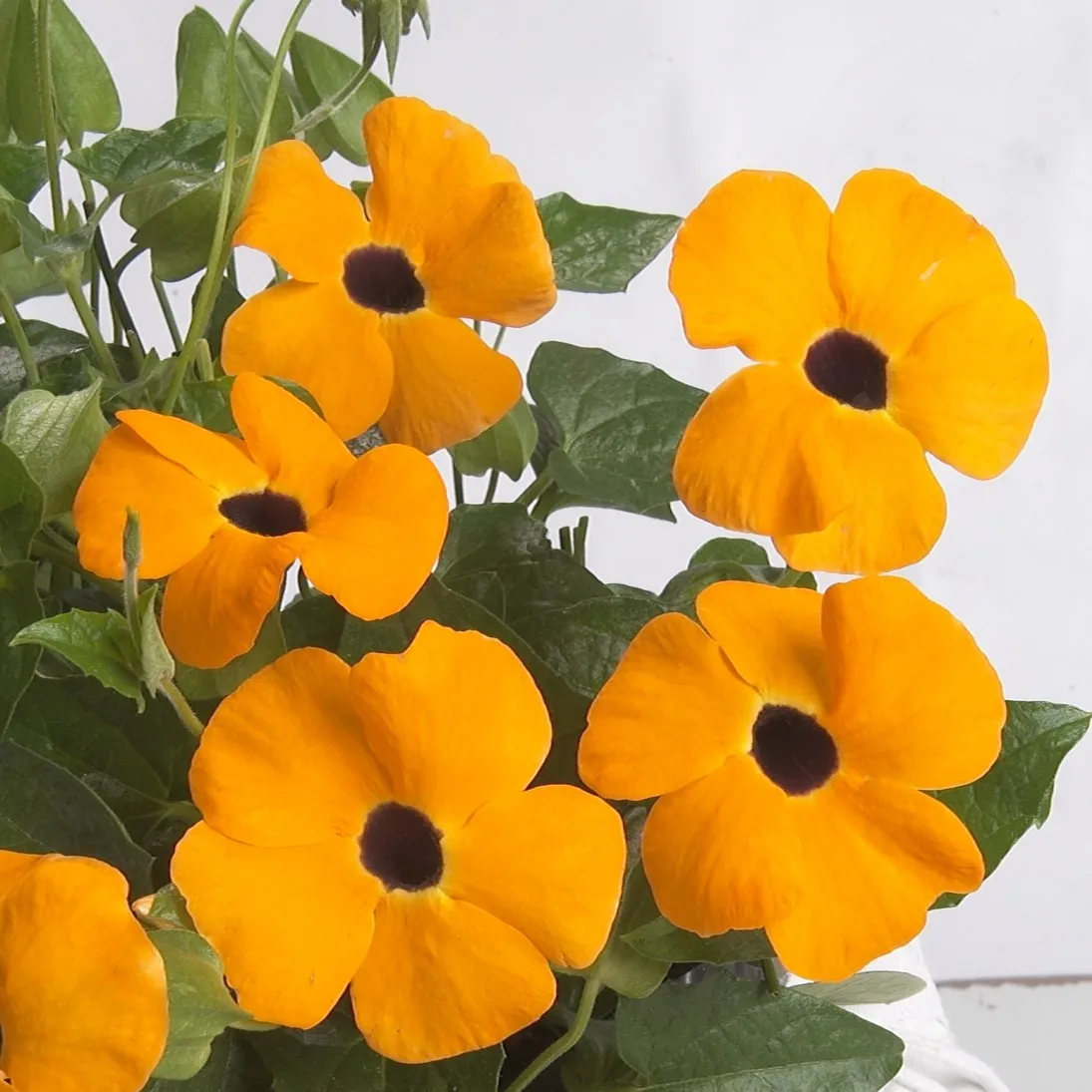 Thunbergia Orange - © Jaldety