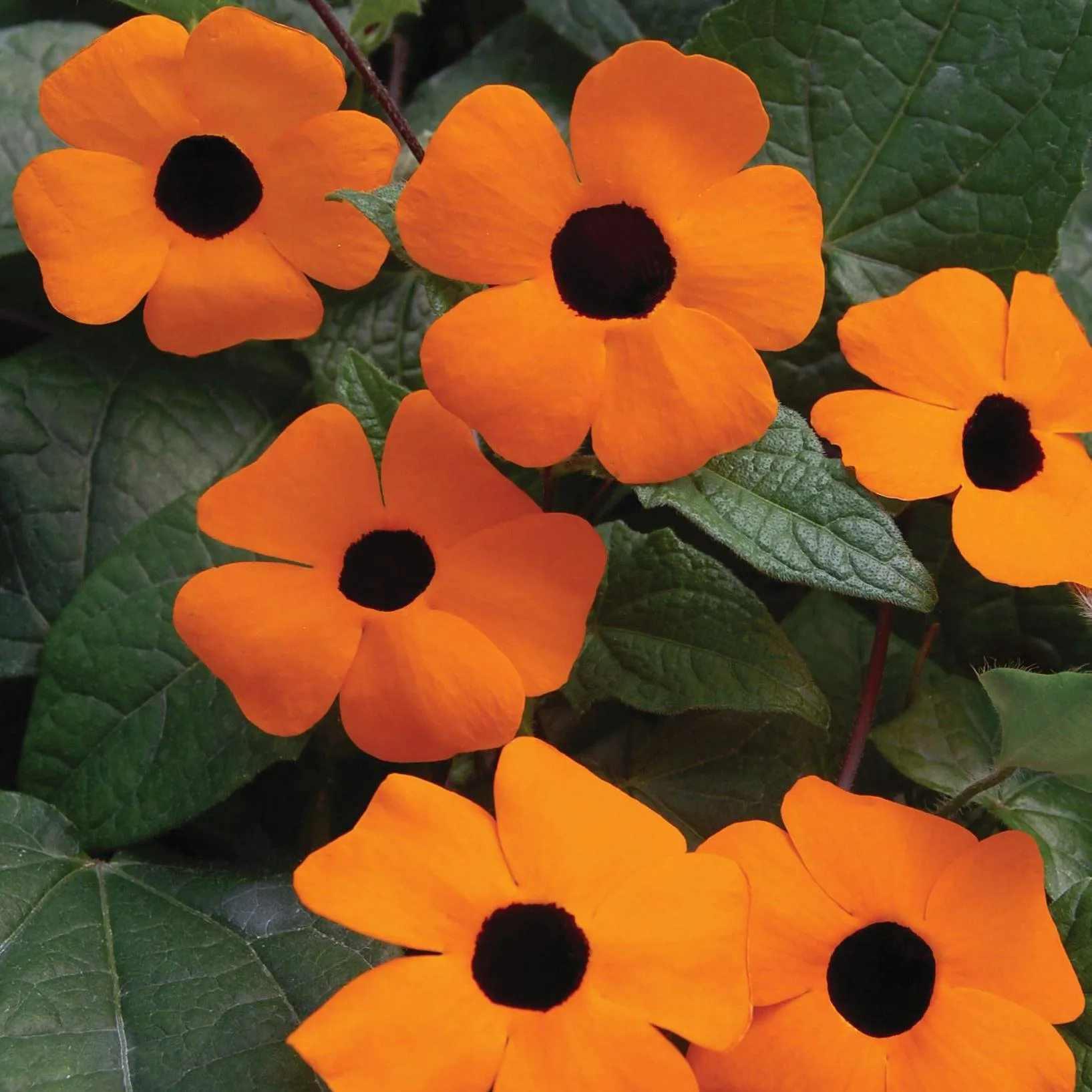 Thunbergia Orange Baeuty - ©Jaldety
