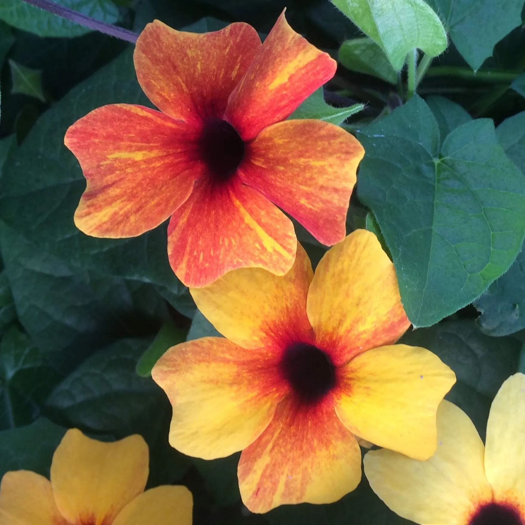 Thunbergia Orange Diverse - © Jaldety 