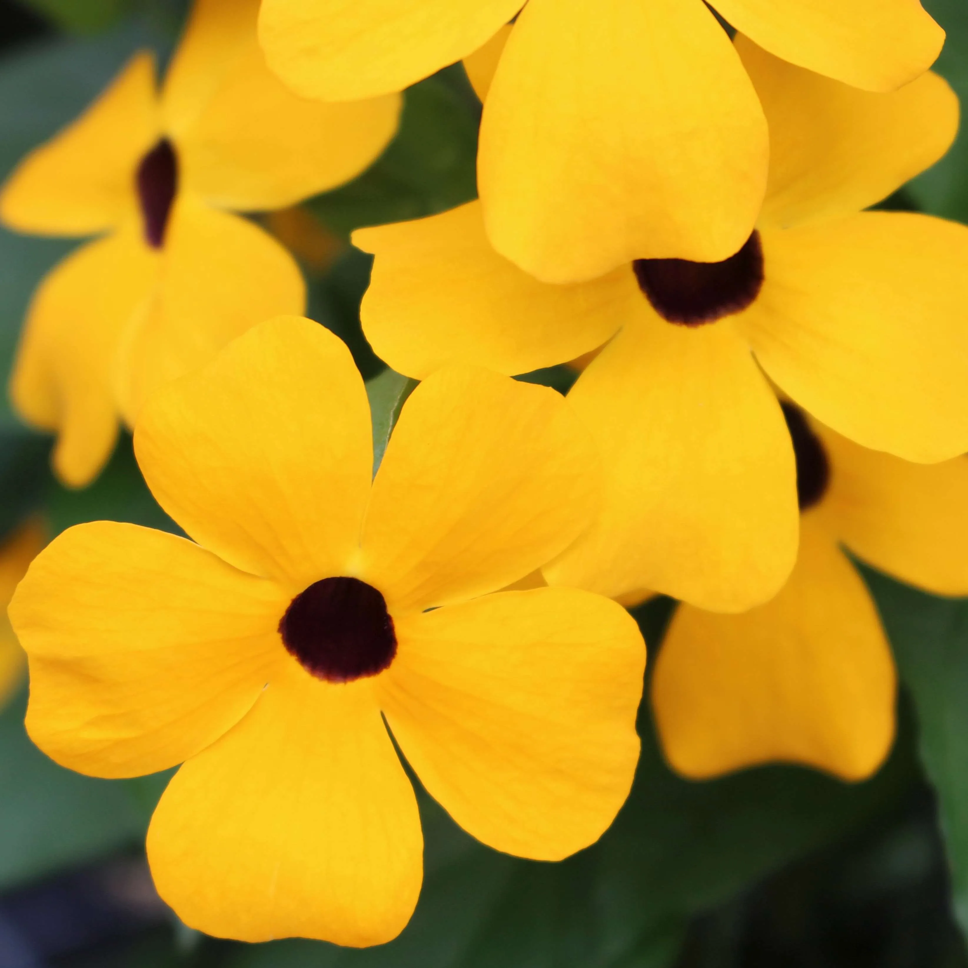 Thunbergia Sunny Susy Gold - © Jaldety