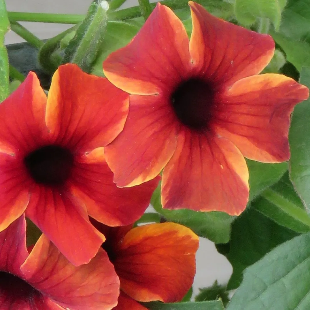 Thunbergia Sunny Susy® Amber Stripe- © Jaldety