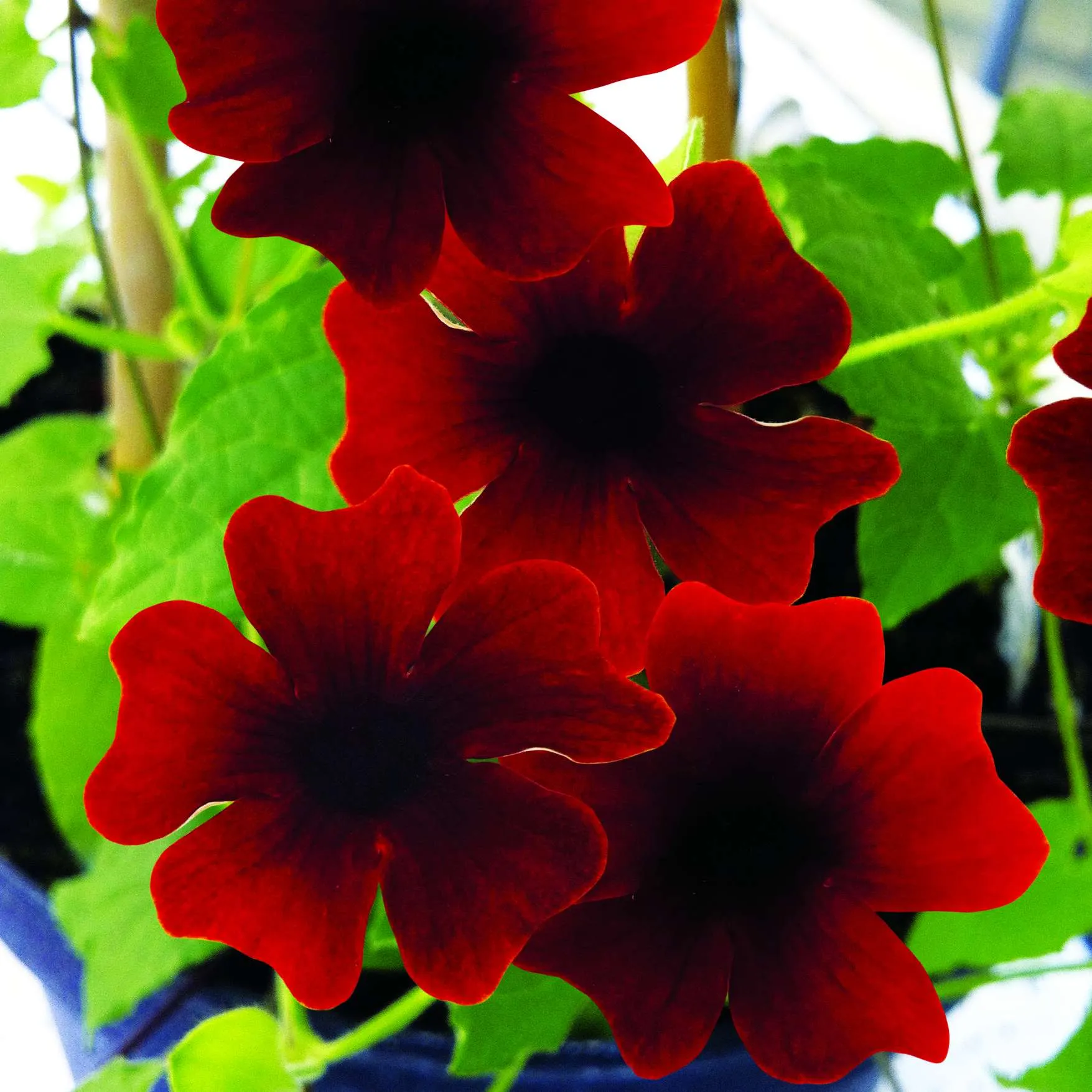 Thunbergia Sunny Susy® Brownie - ©Jaldety