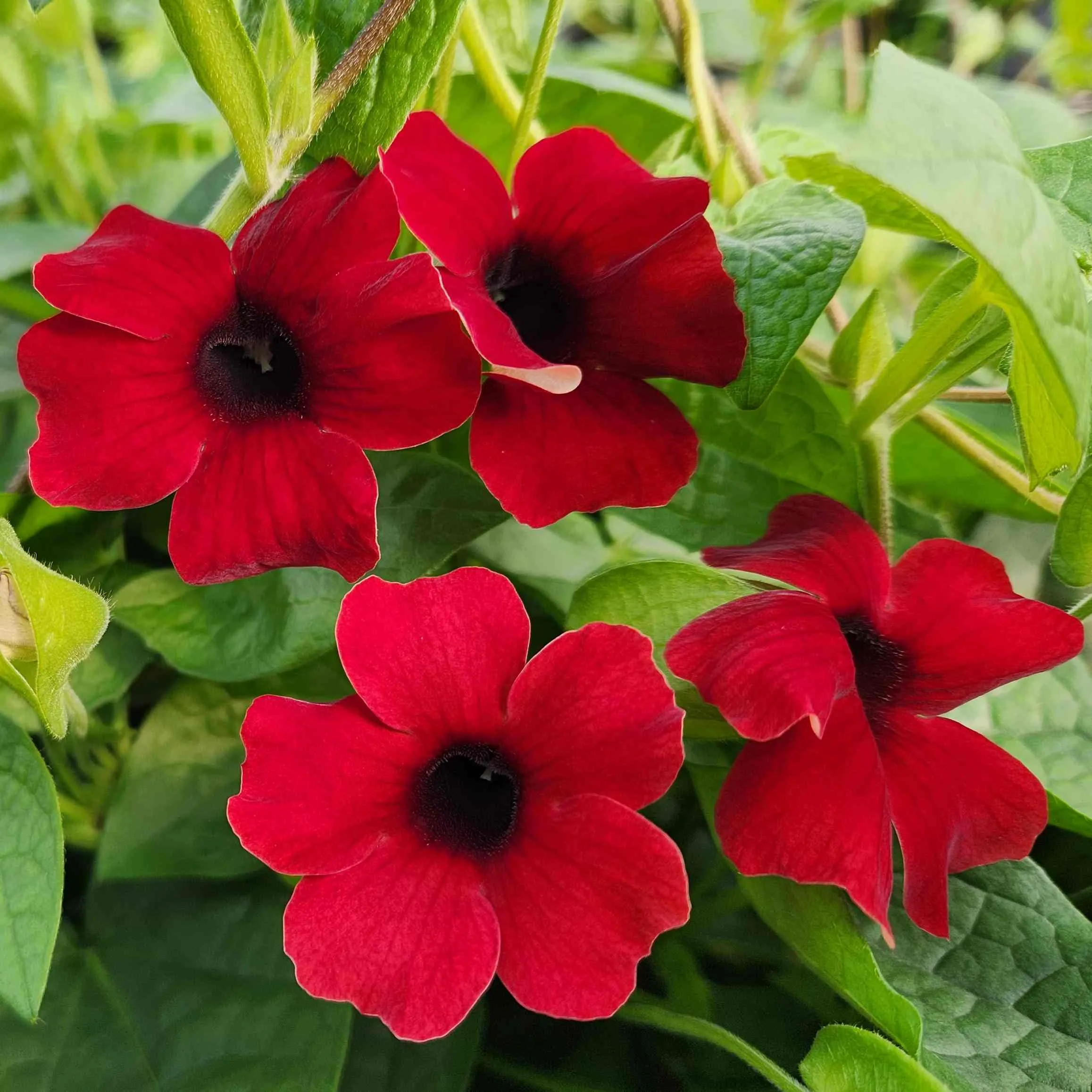 Thunbergia Sunny Susy® Cherry -© Jaldety