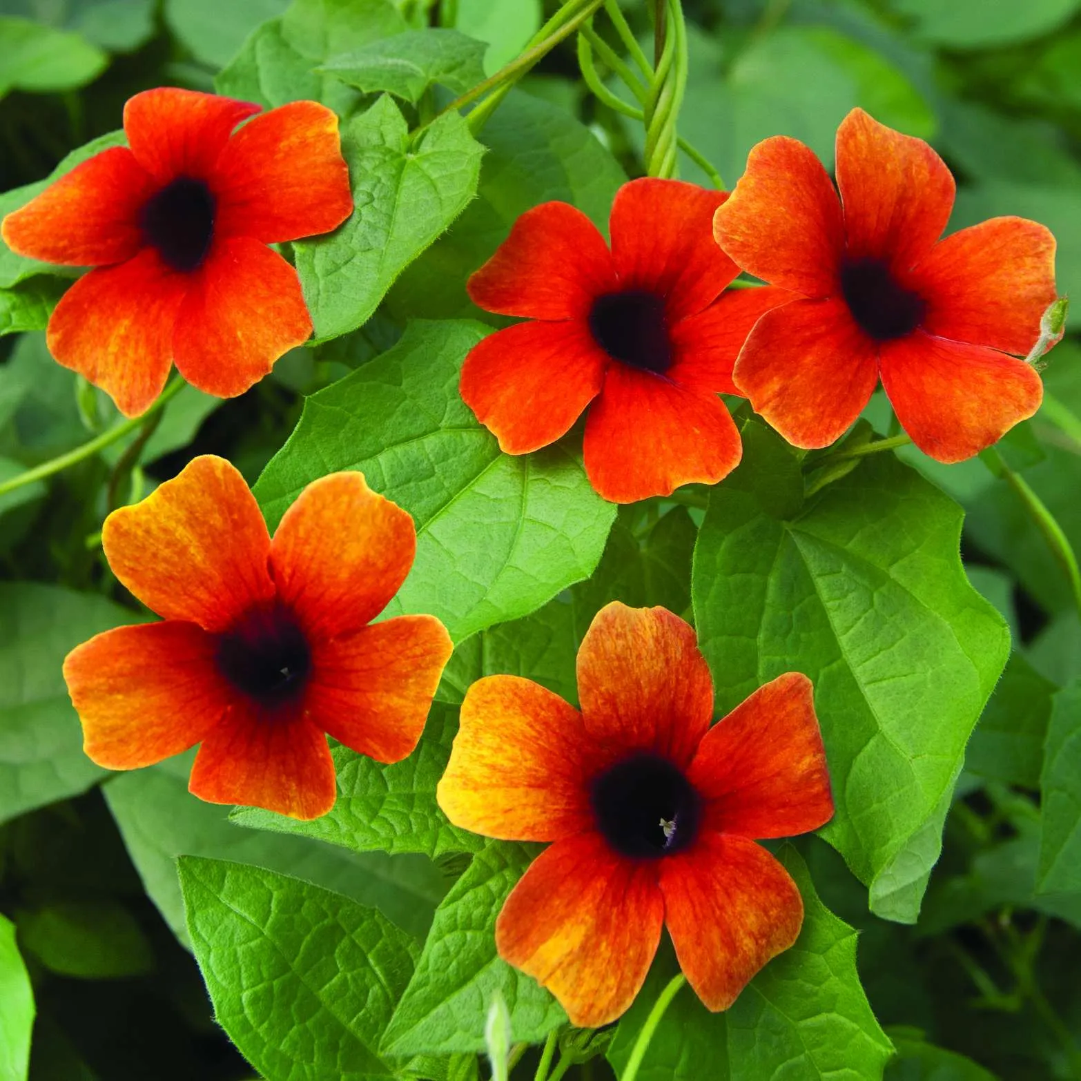 Thunbergia Sunny Susy® Glow - © Jaldety