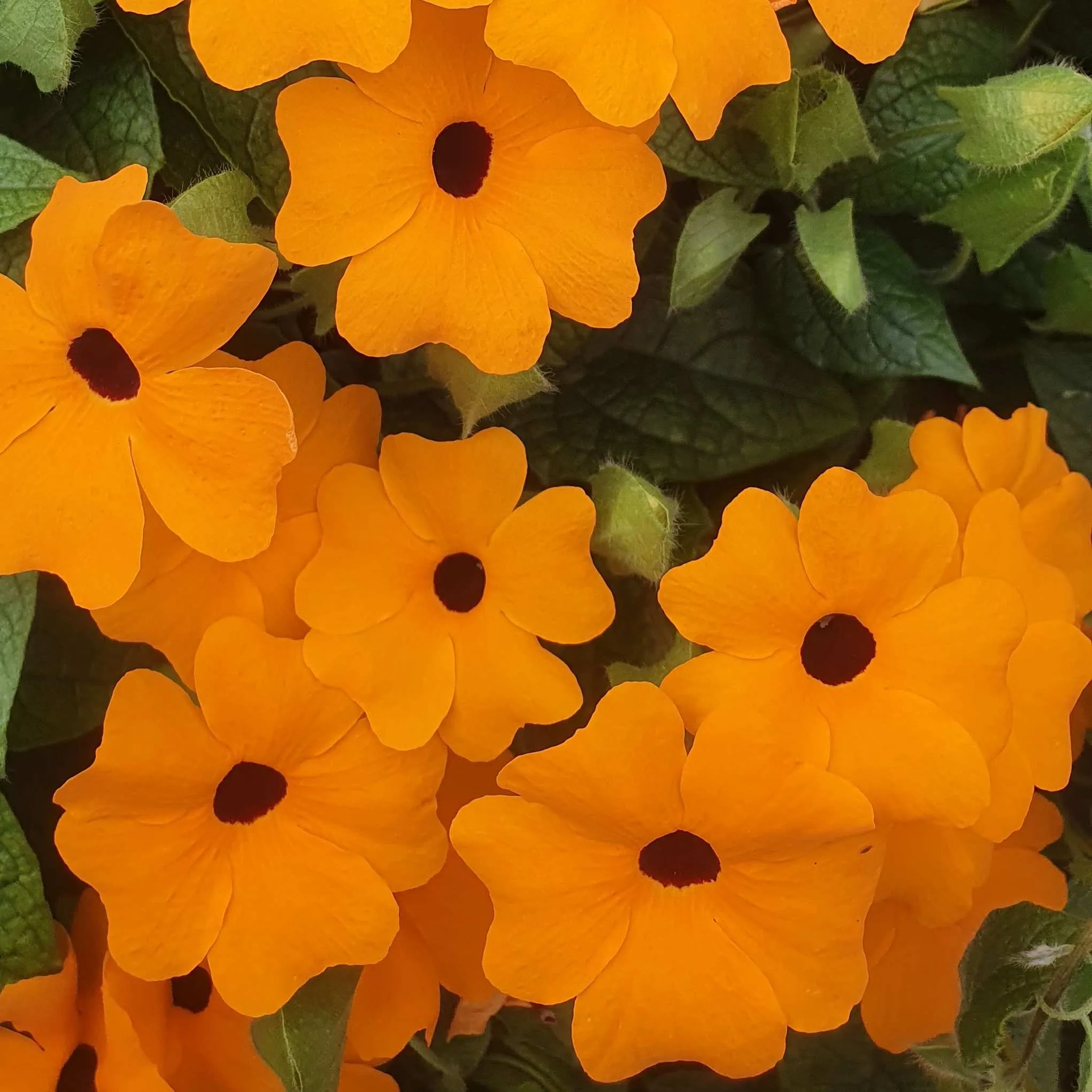 Thunbergia Sunny Susy® New Orange - ©Jaldety