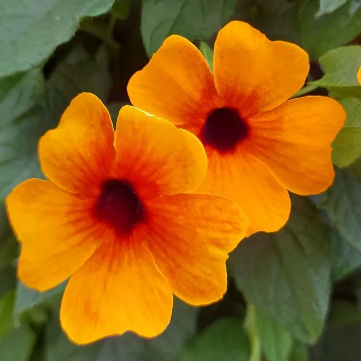 Thunbergia Sunny Susy® Orange Red - Jaldety