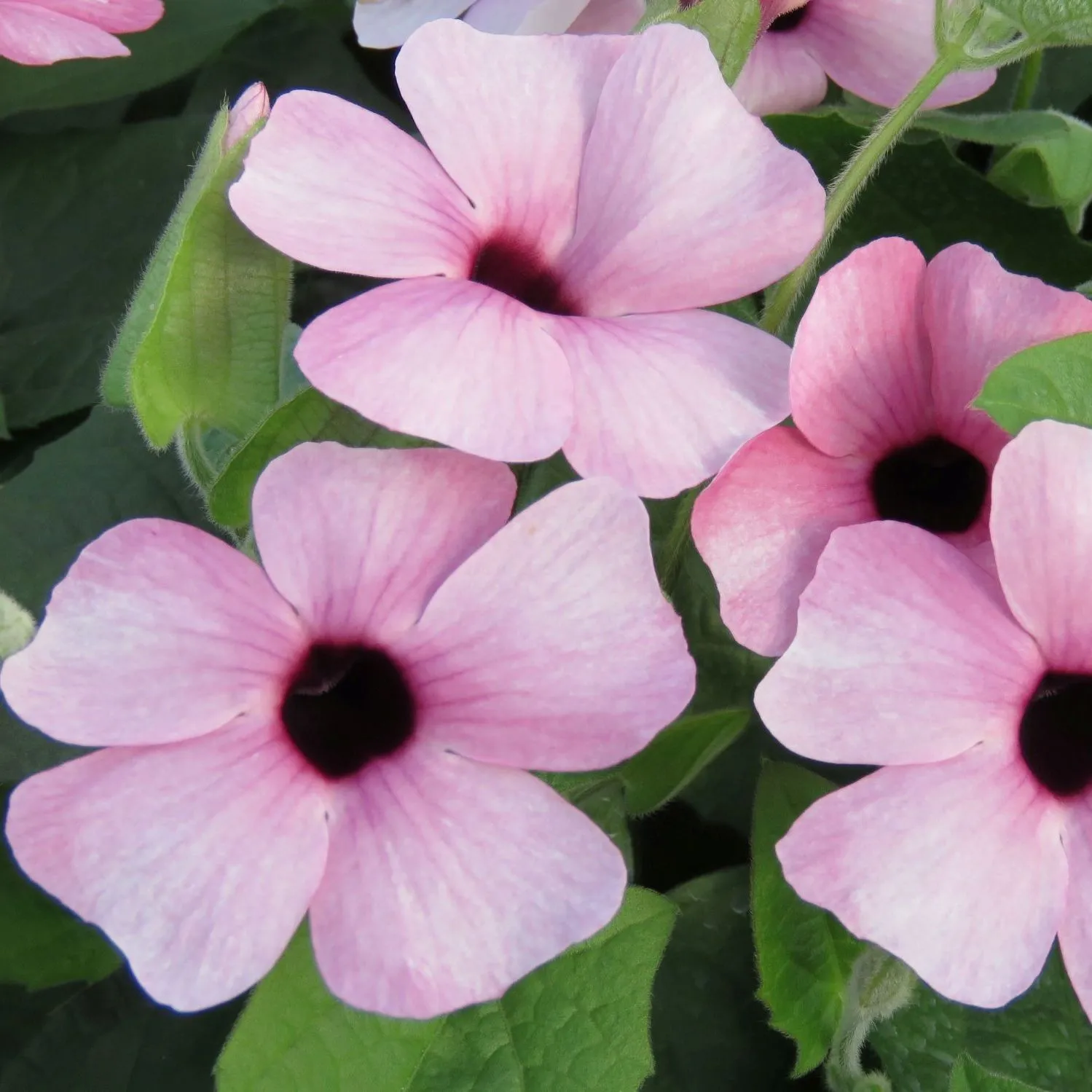 Thunbergia Sunny Susy® Pink Beauty - Jaldety