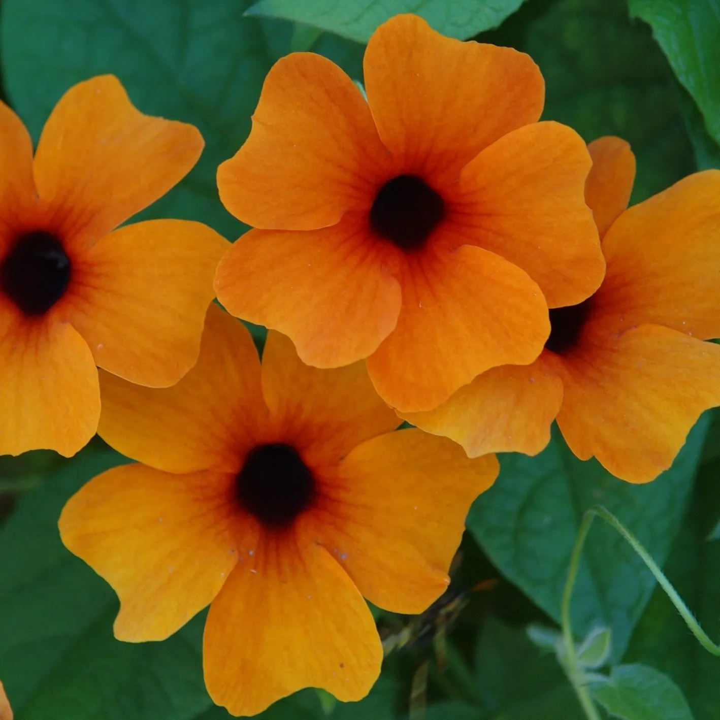 Thunbergia Sunny Susy® Red Orange - Jaldety