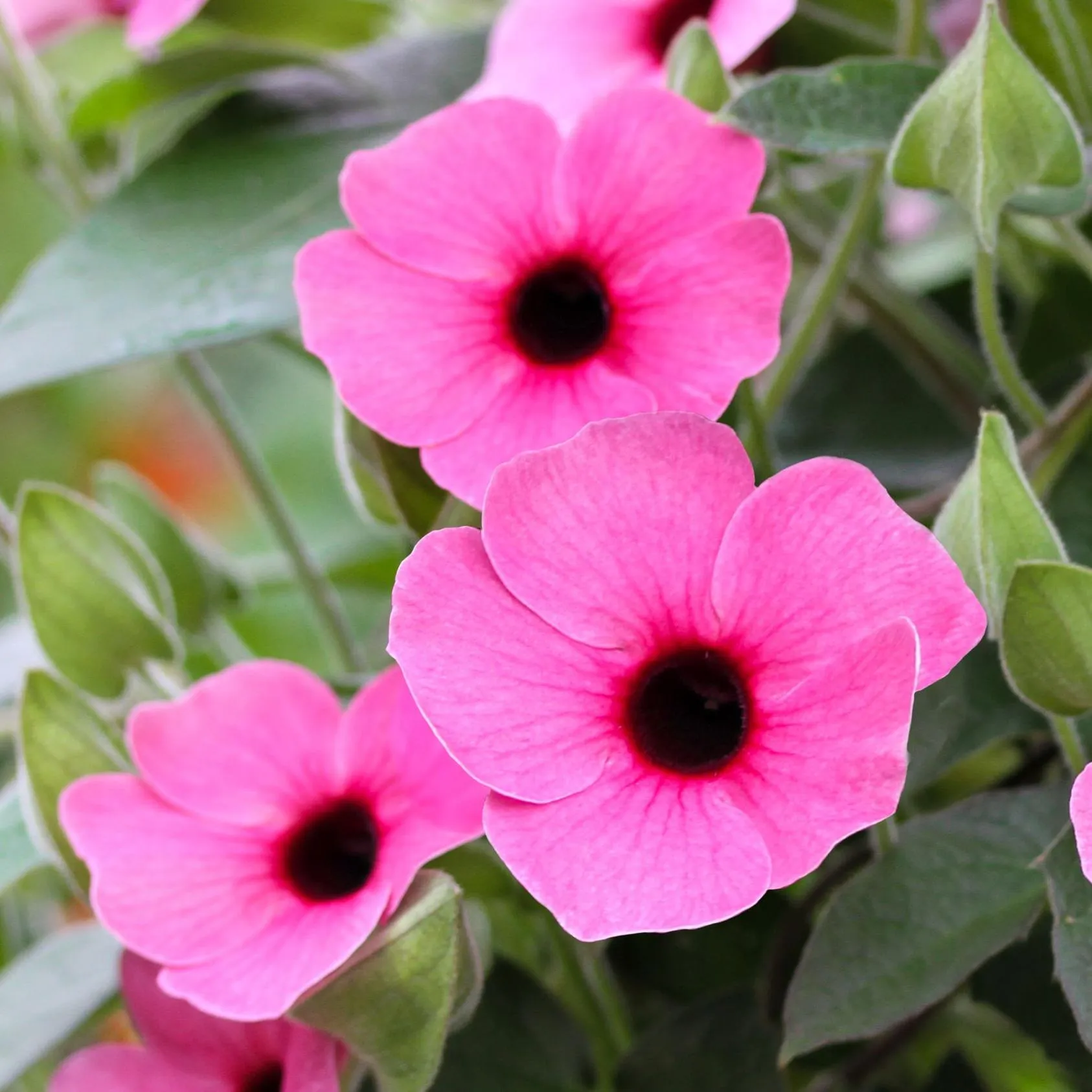 Thunbergia Sunny Susy® Rose Sensation - Jaldety