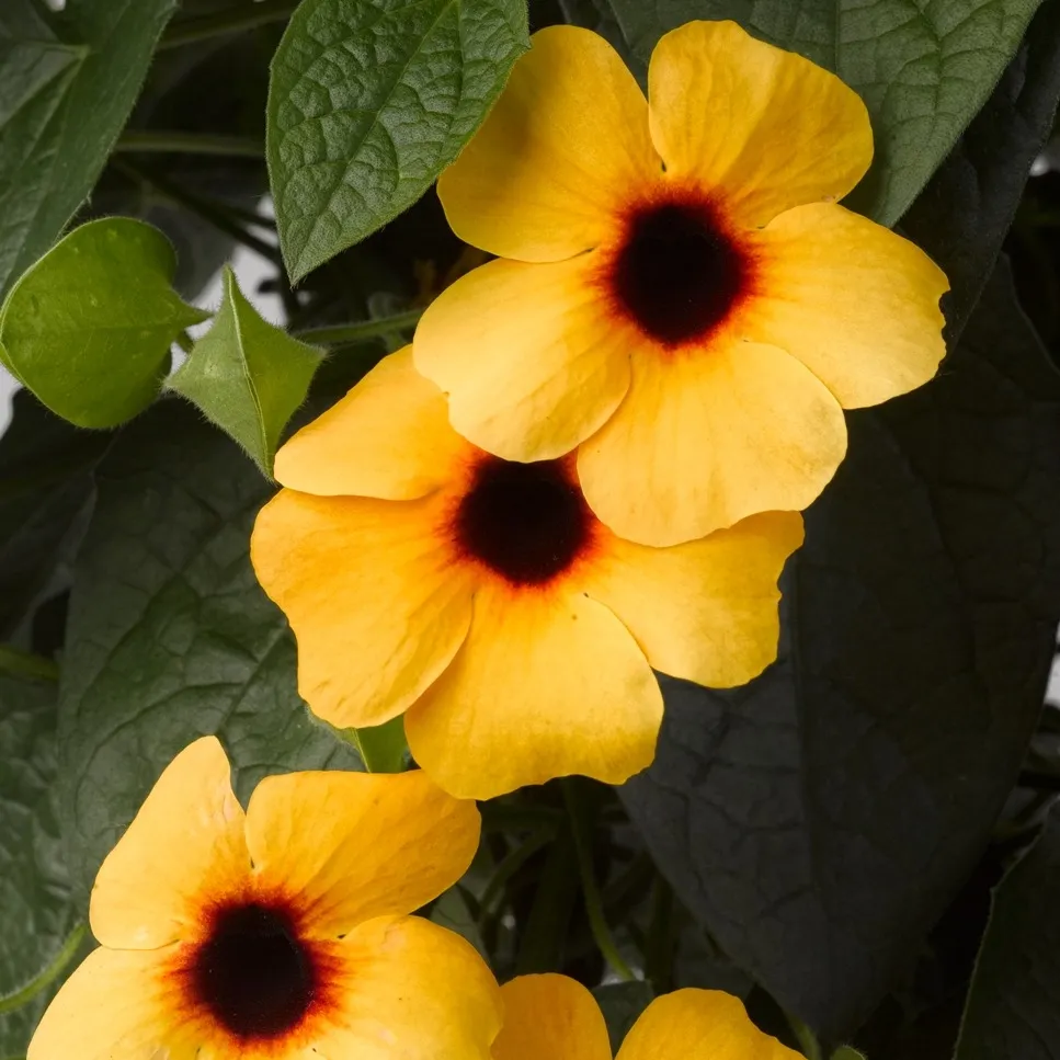 Thunbergia Sunny Susy® Terracotta - © Jaldety