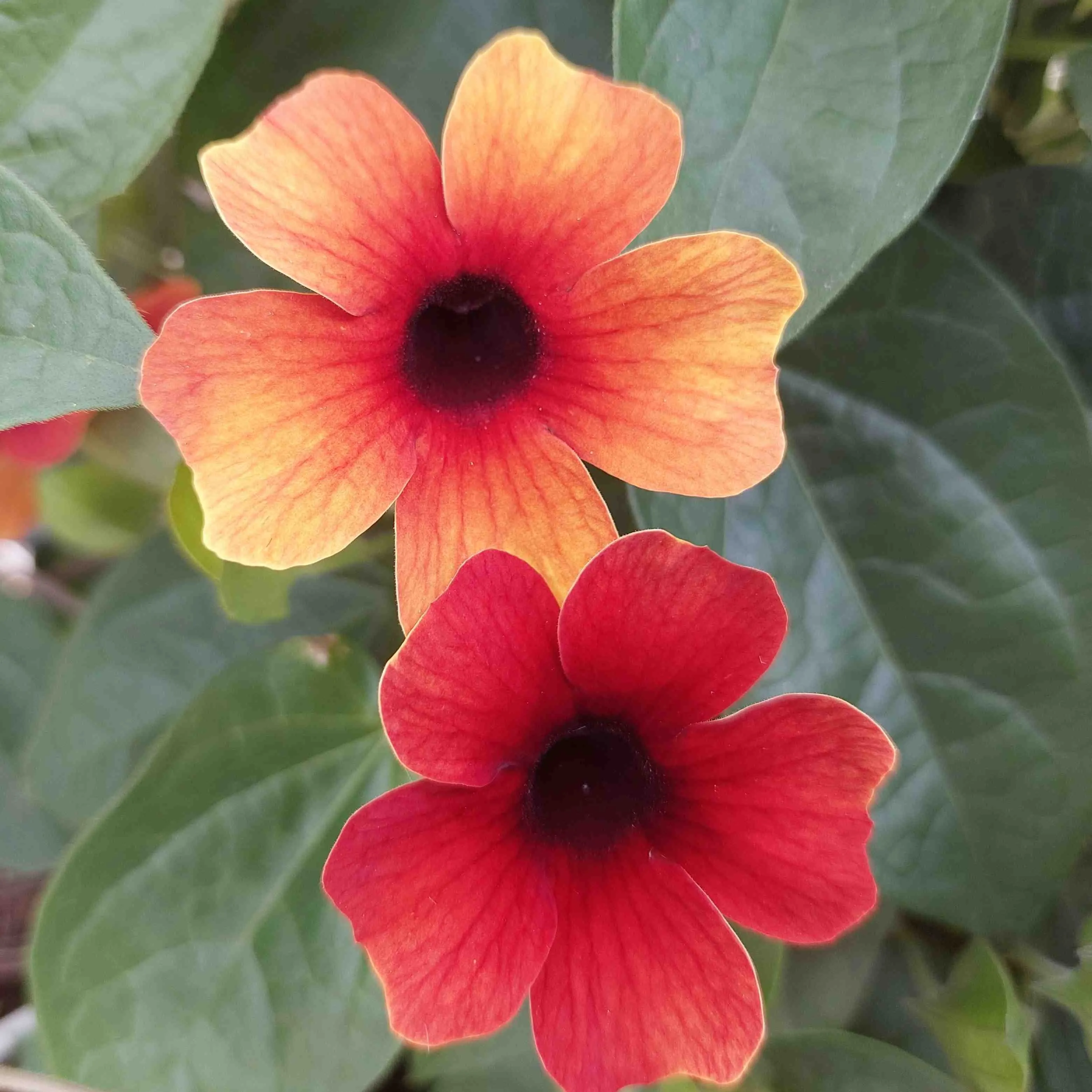 Thunbergia Sunny Susy® Tiger Eye - © Jaldety