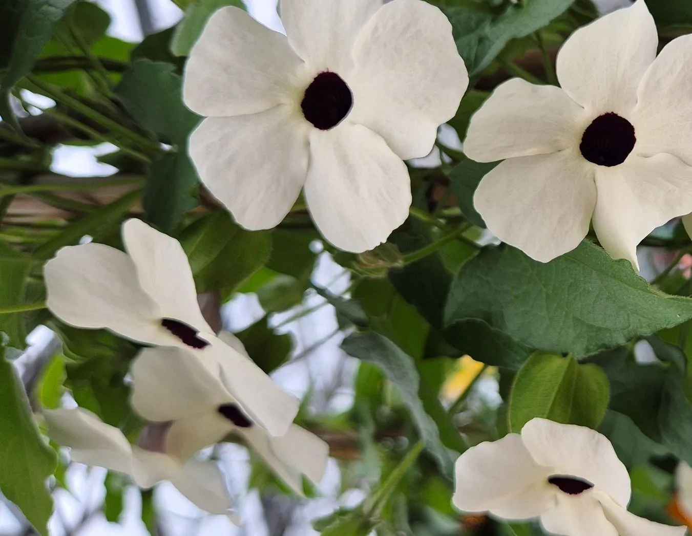 Thunbergia Sunny Susy® White Halo - © Jaldety