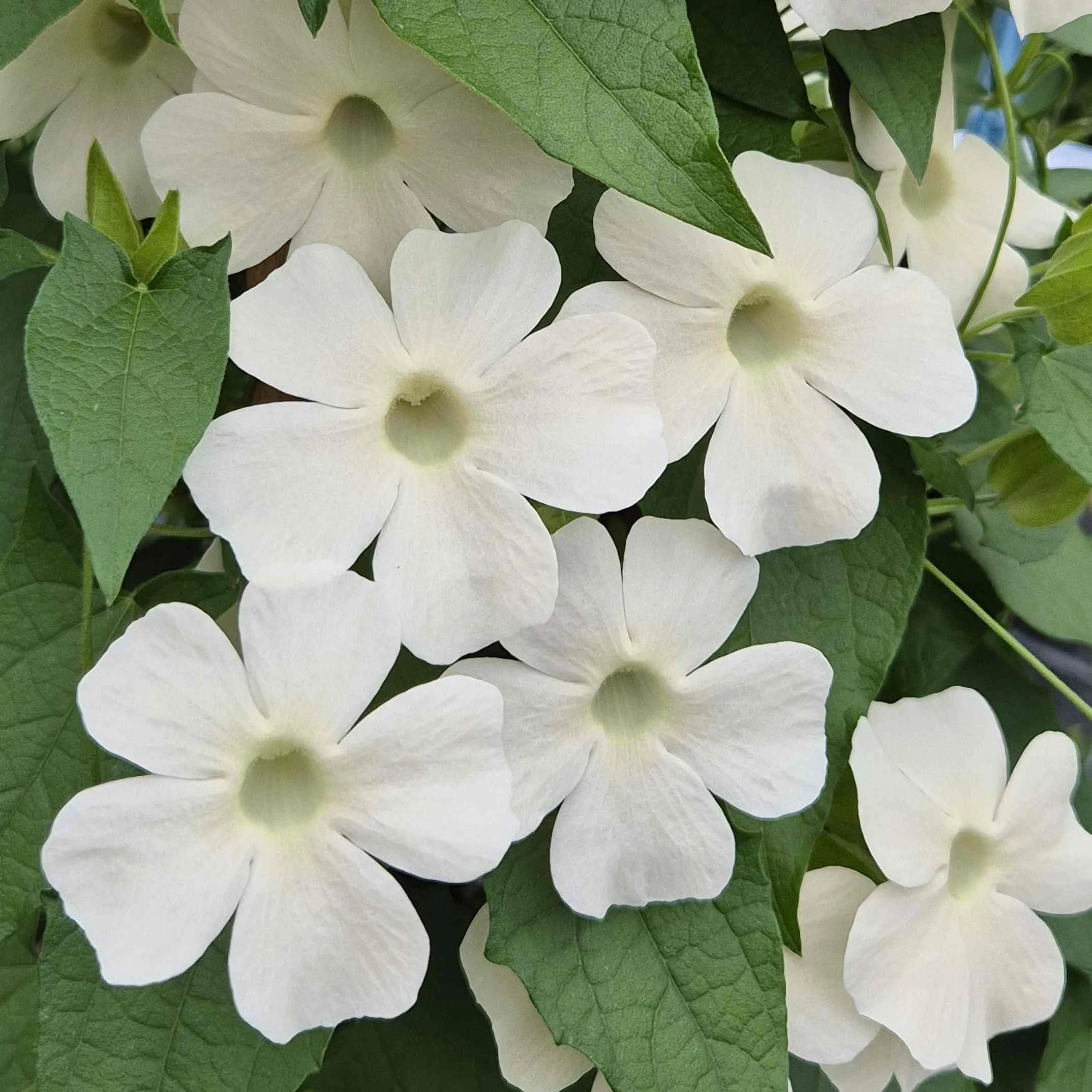 Thunbergia Sunny Susy® White Wedding - © Jaldety