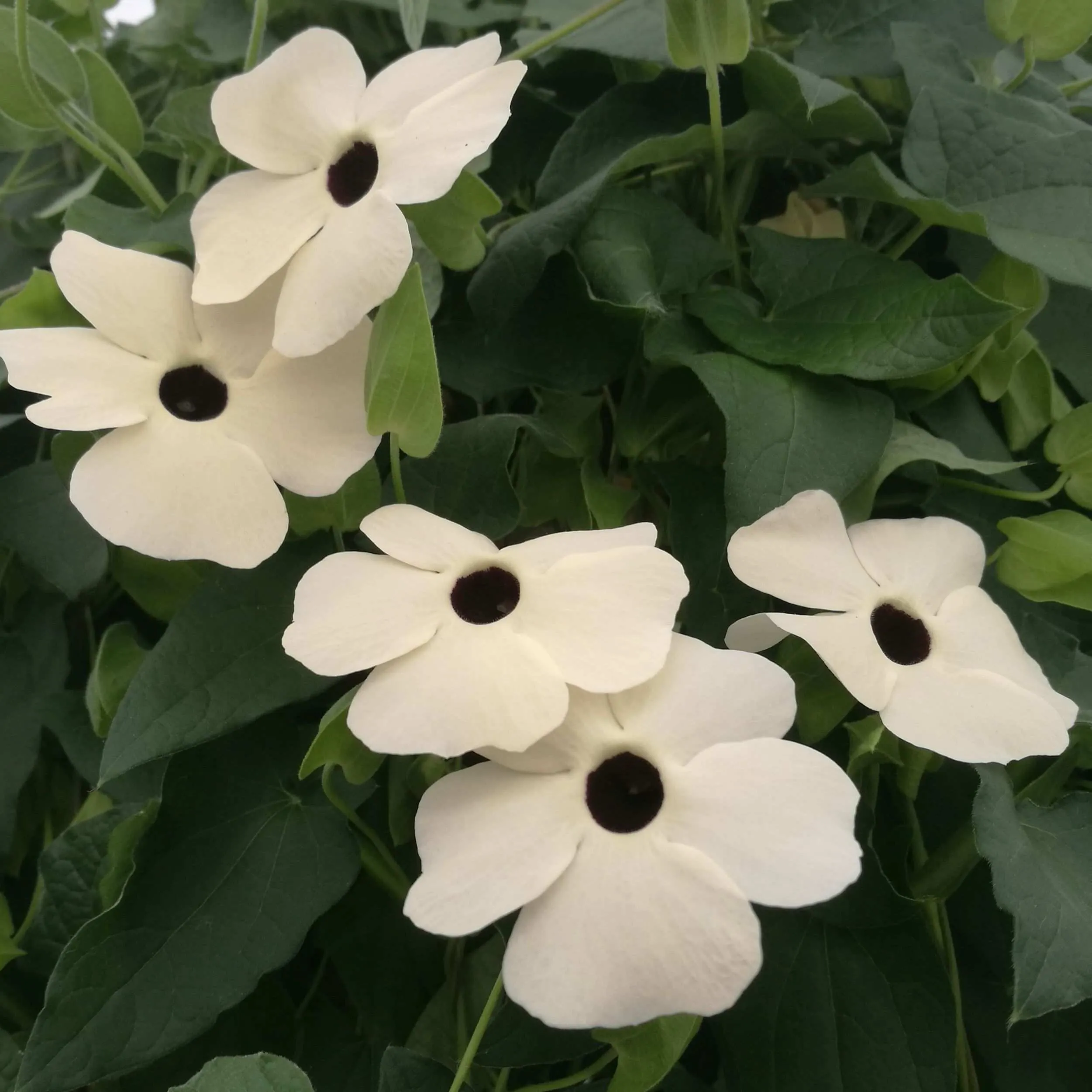 Thunbergia The Big White - © Jaldety