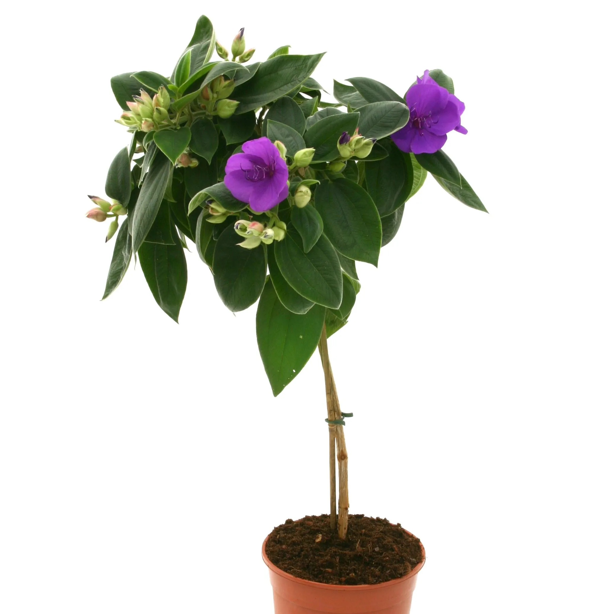 Tibouchina Rich Blue Sun - Jaldety 2