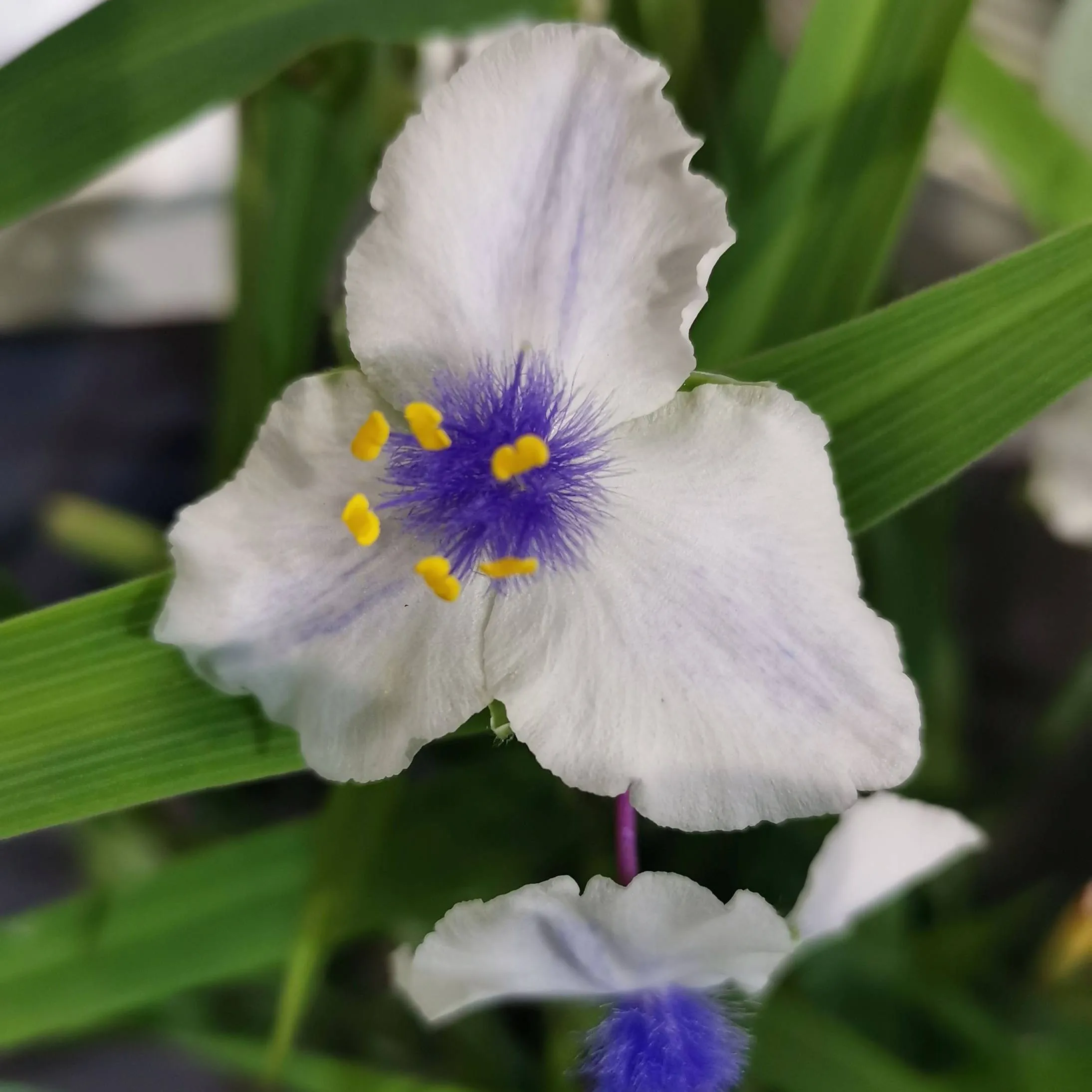 Tradescantia Osprey White and Blue - Jaldety