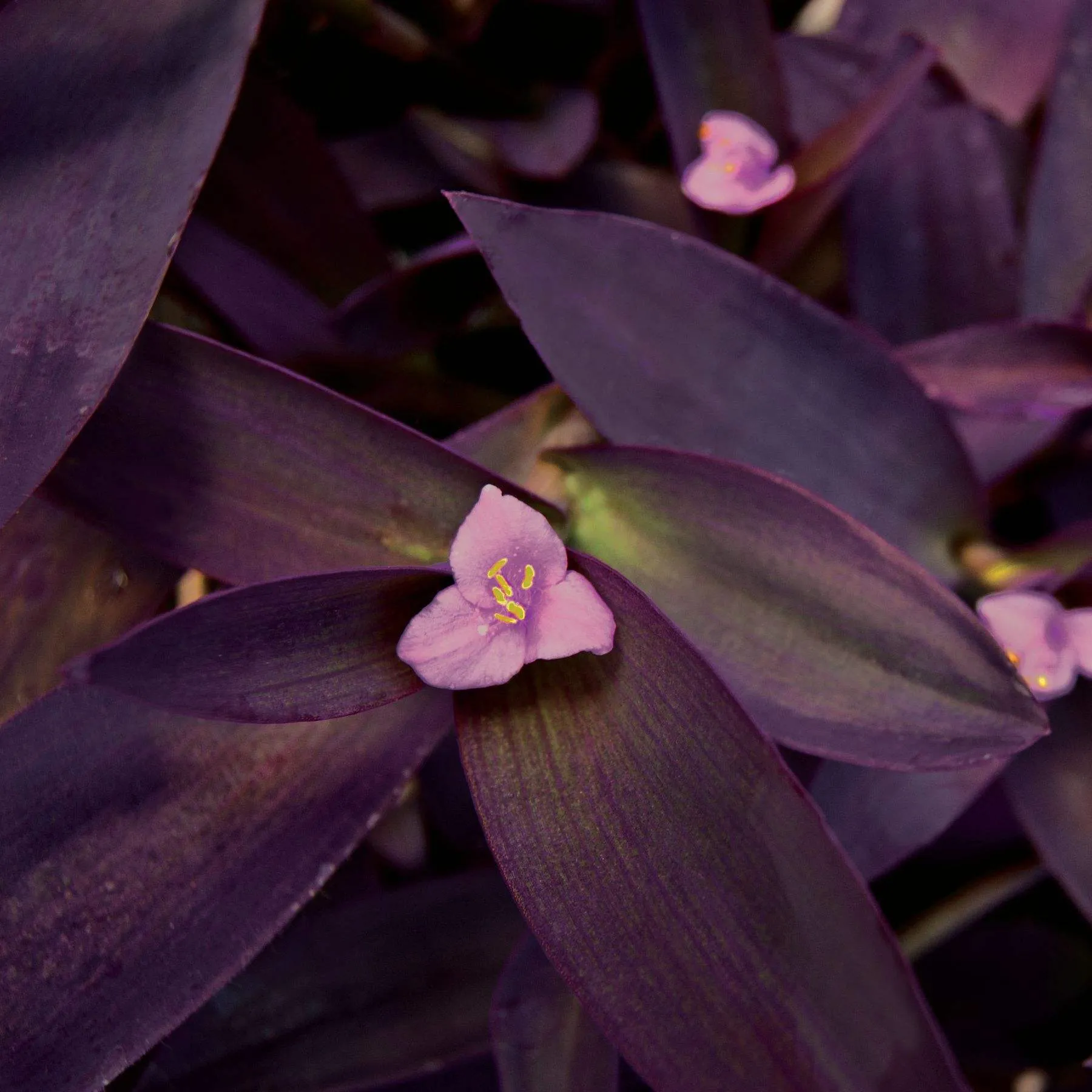 Tradescantia Purple Heart - Jaldety ©
