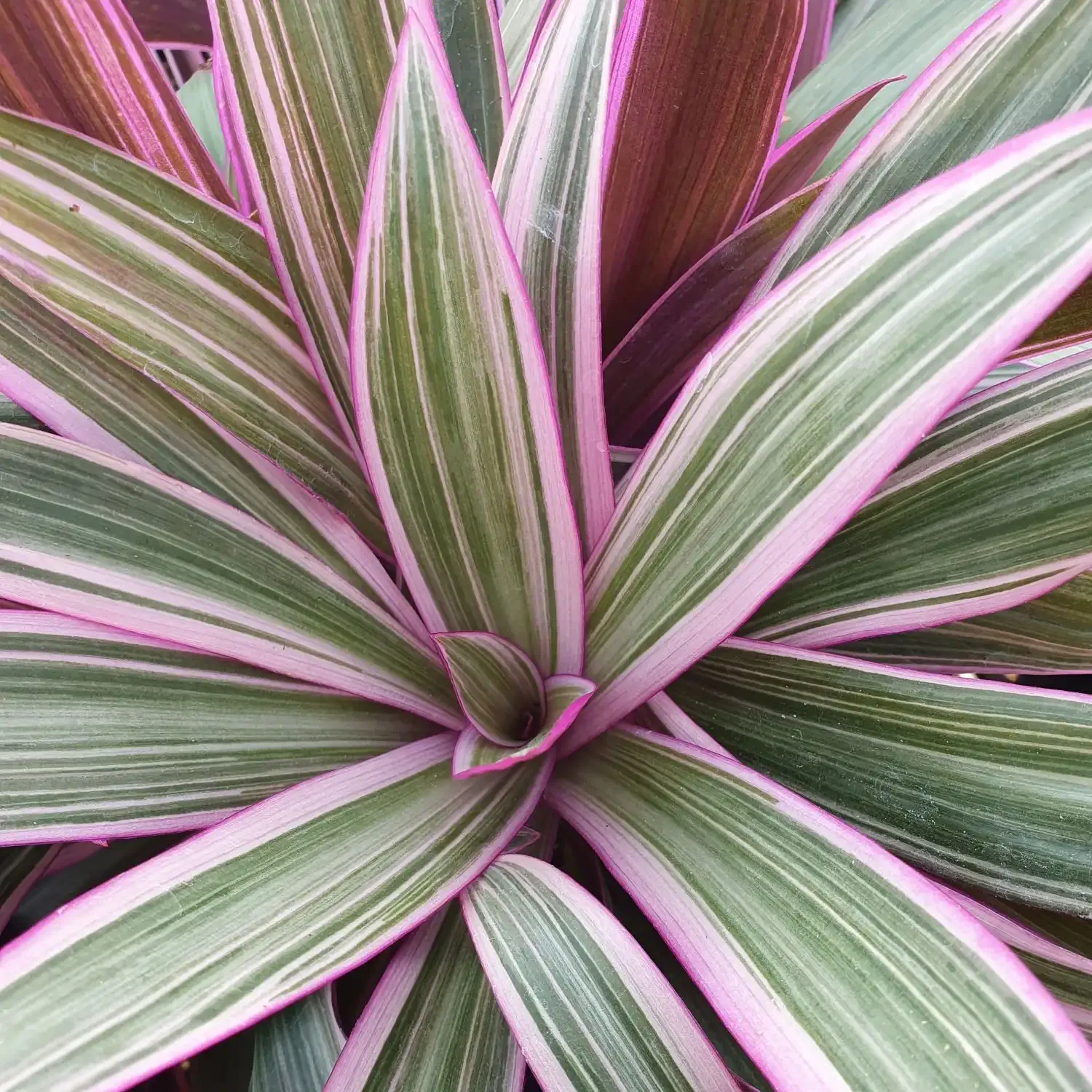 Tradescantia Tricolor Power - ©Jaldety
