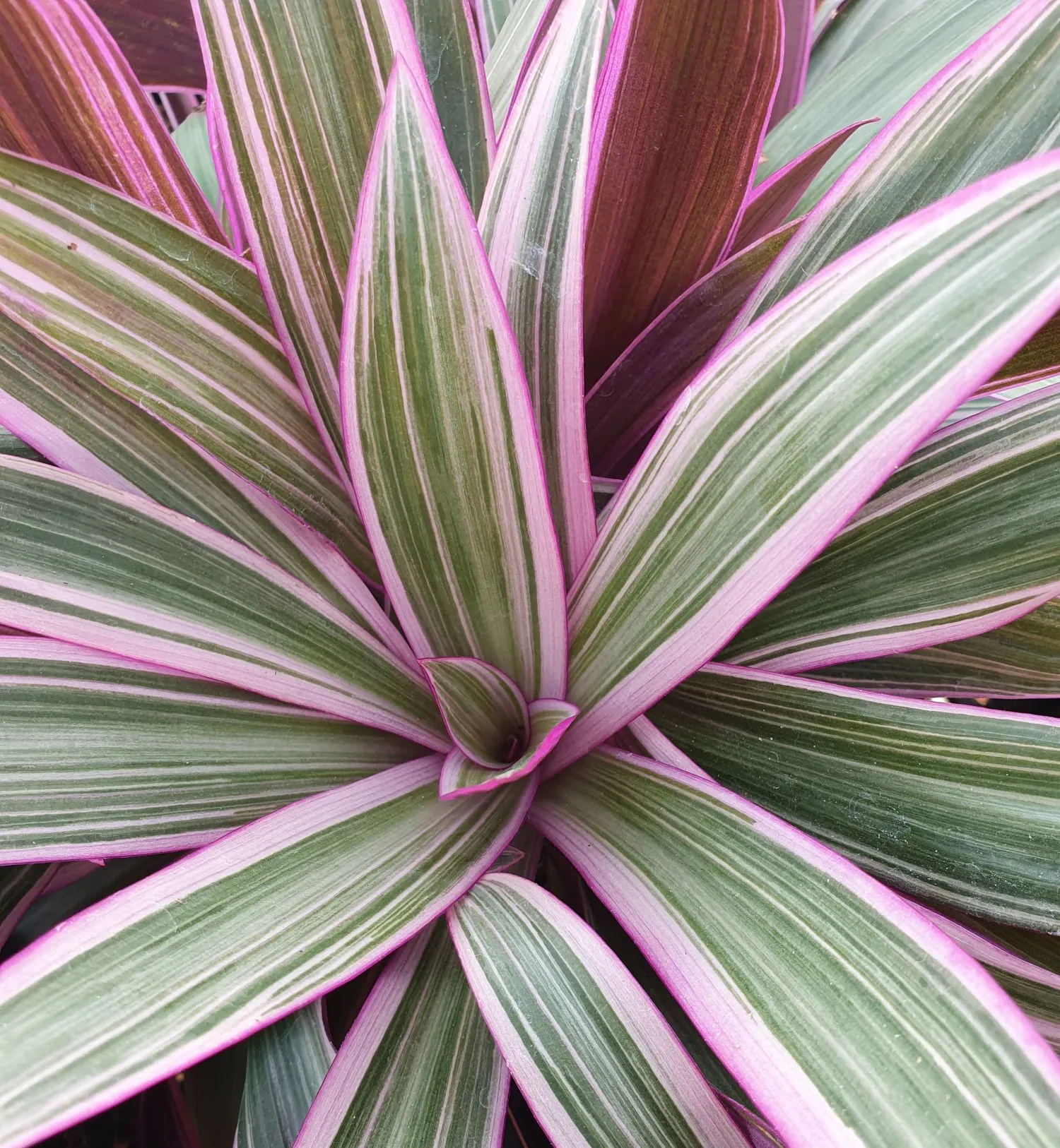 Tradescantia
