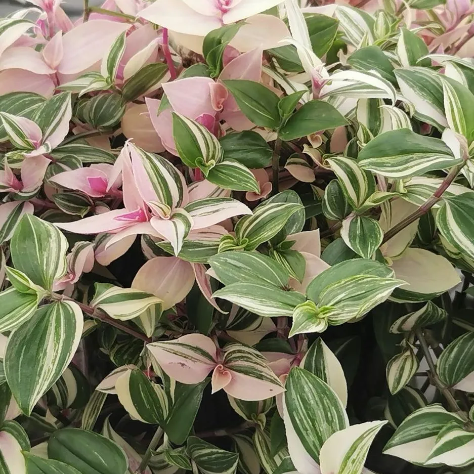Tradescantia White & Green Marble - © Jaldety