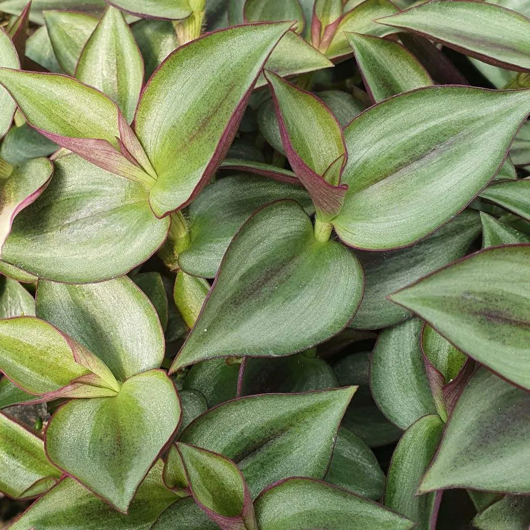 Tradescantia Zebrina - Jaldety ©