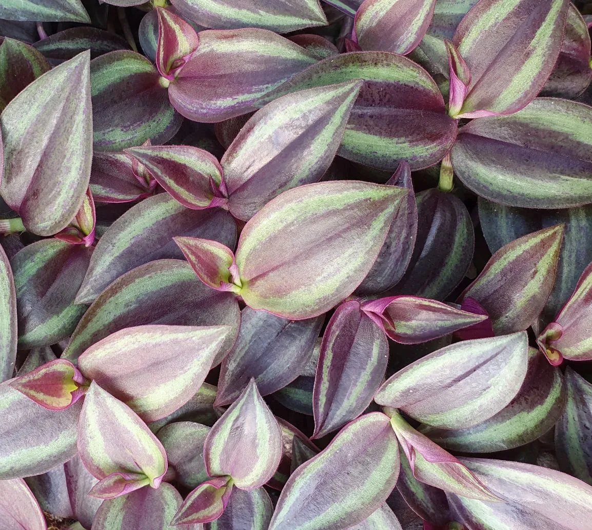 Tradescantia