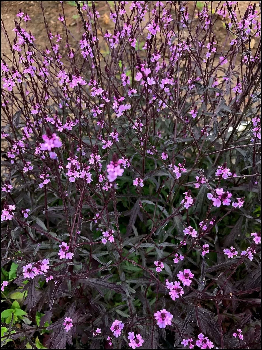 Verbena