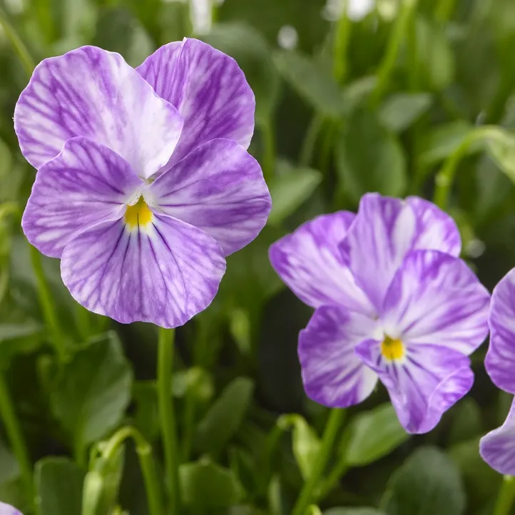 Viola Columbine - © Jaldety