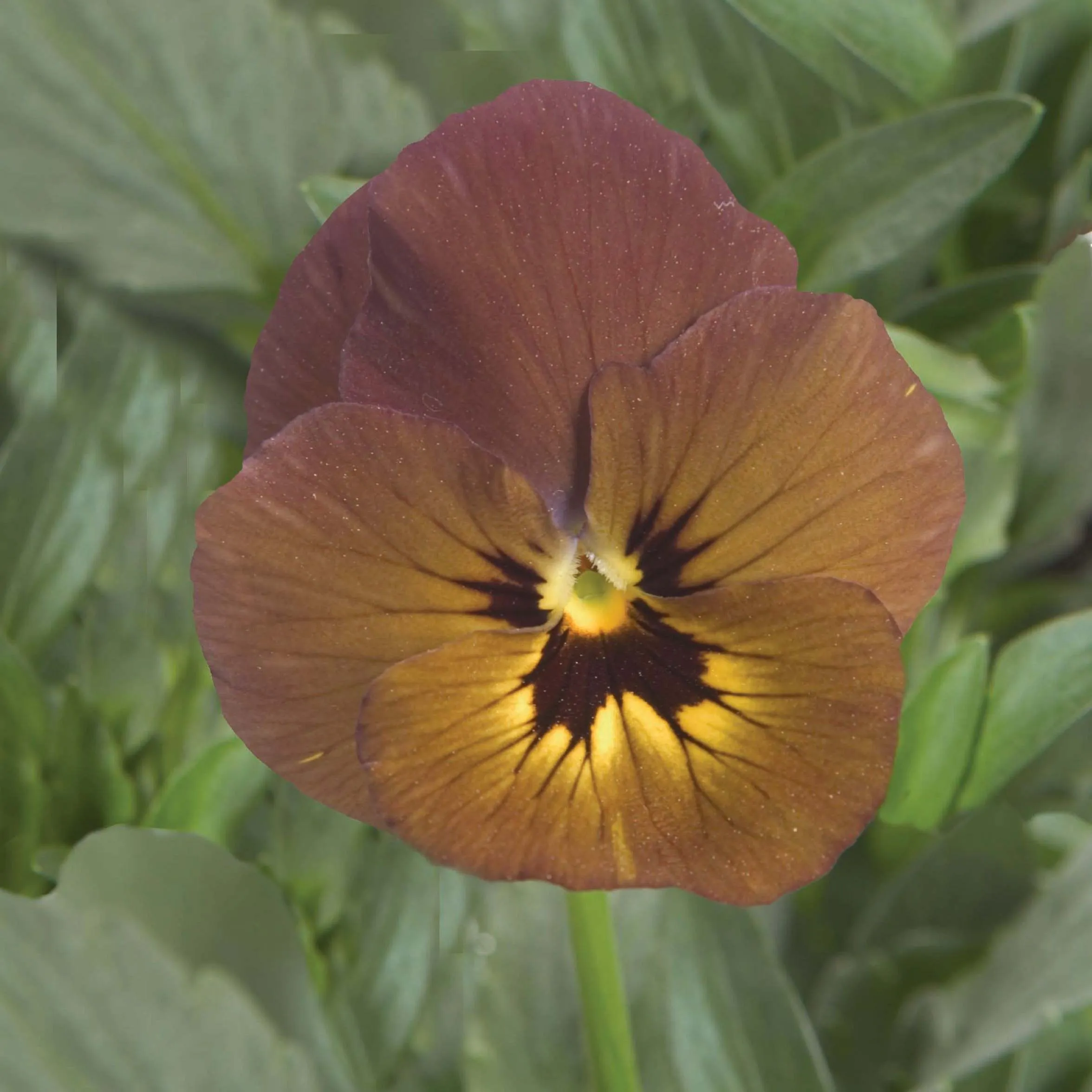 Viola Irish Molly - © Jaldety
